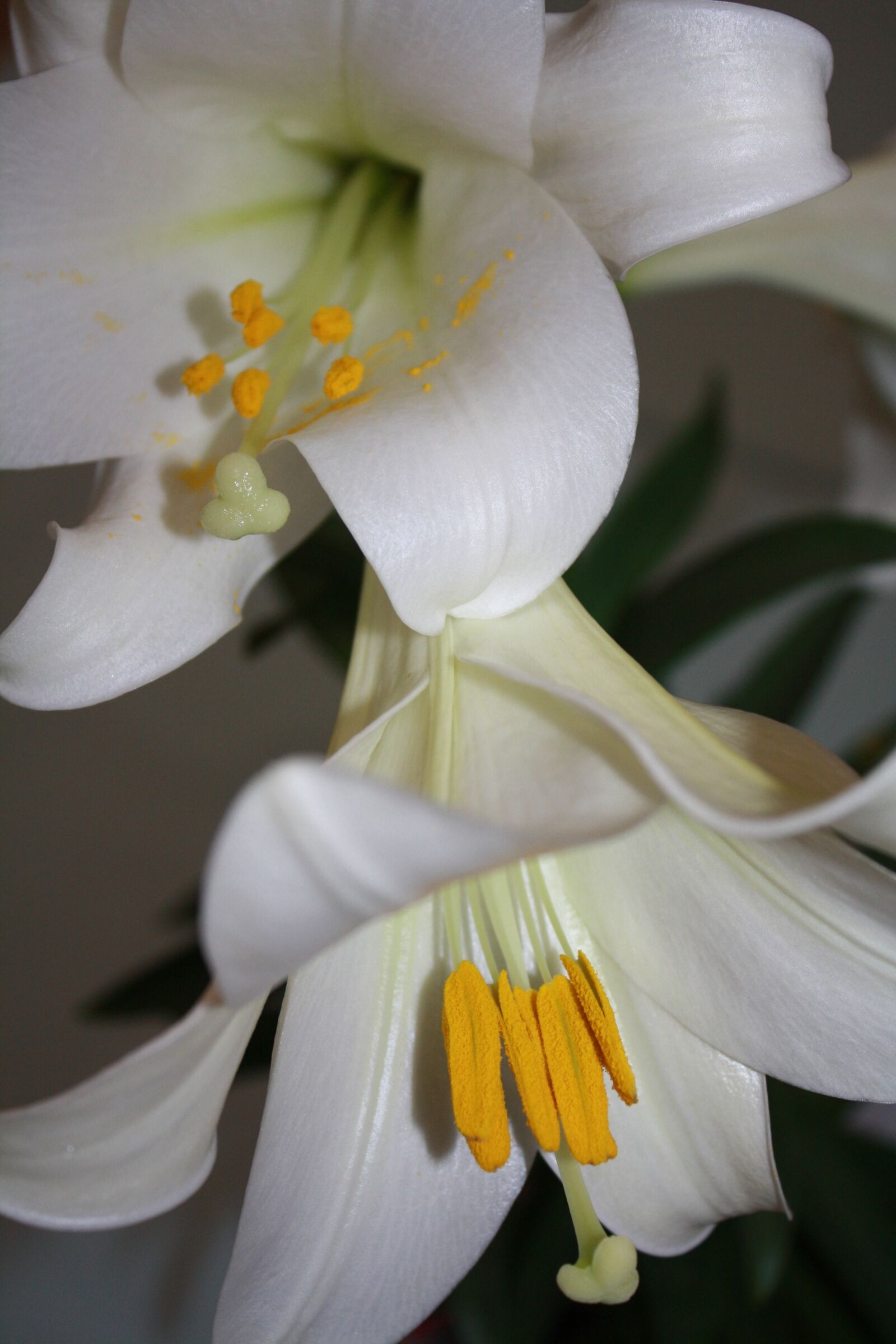 Canon EOS 1000D (EOS Digital Rebel XS / EOS Kiss F) sample photo. Lilly, flower, easter photography