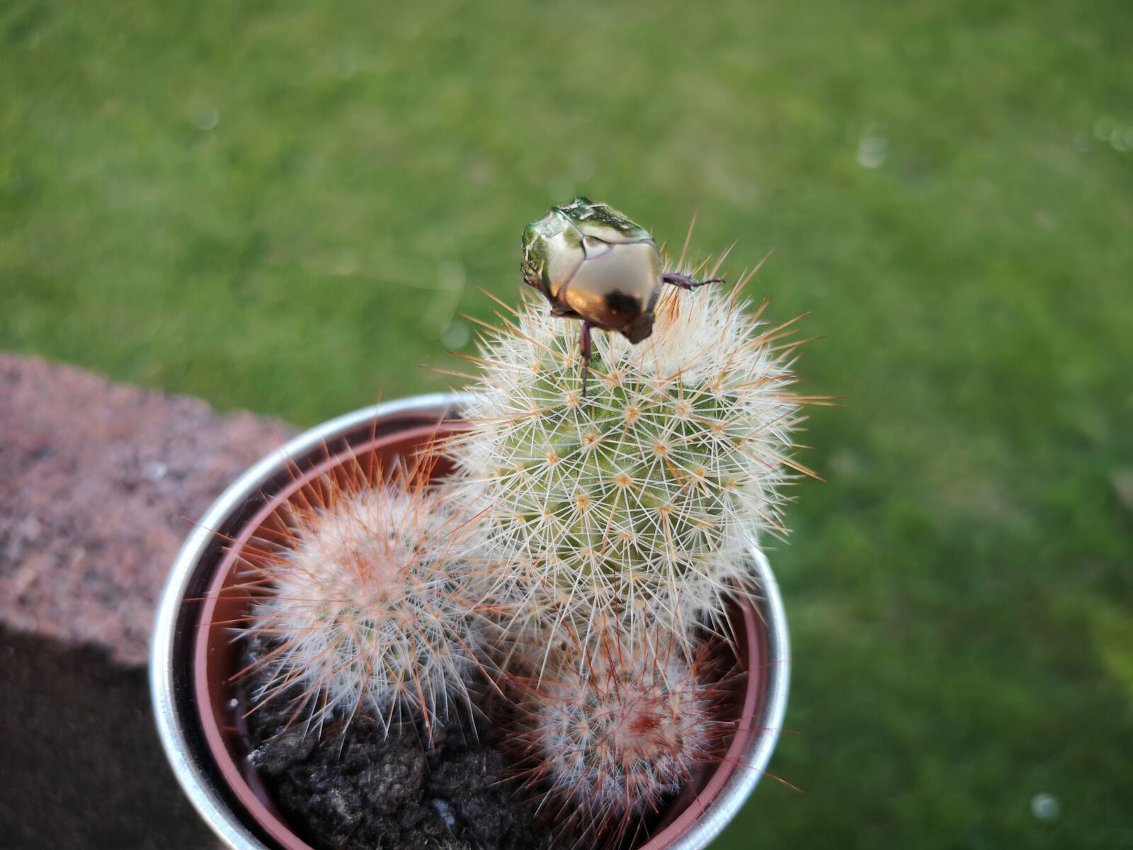 HUAWEI CLT-L29 sample photo. Cactus, beetle, golden ketone photography