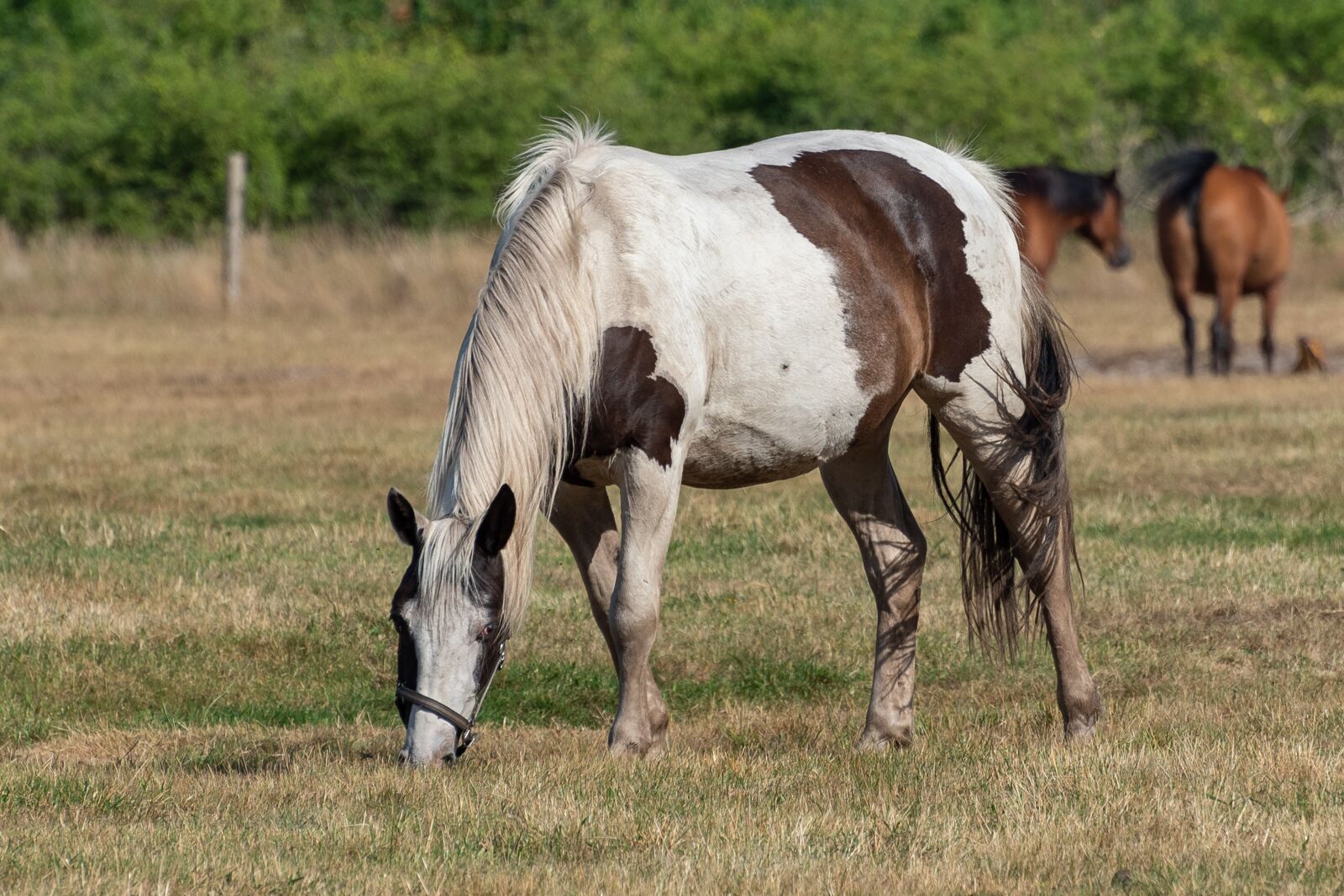 Nikon D750 sample photo. Horses, grazing, nature photography
