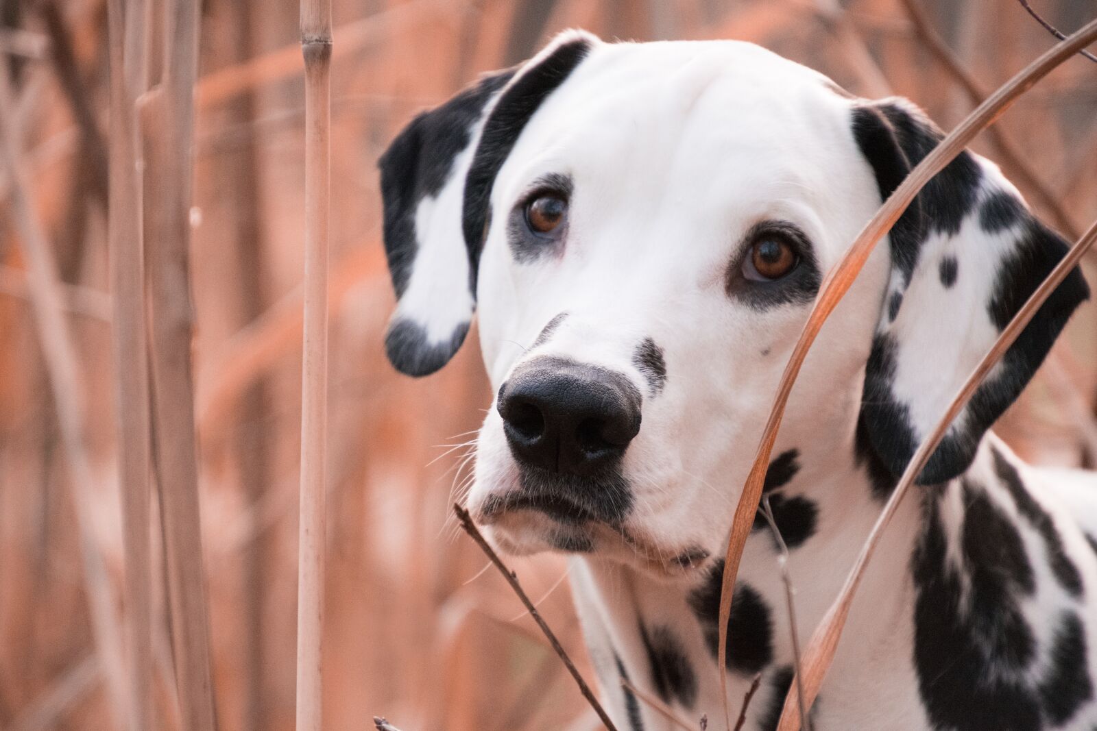 Nikon D3300 sample photo. Animal, mammal, dog photography