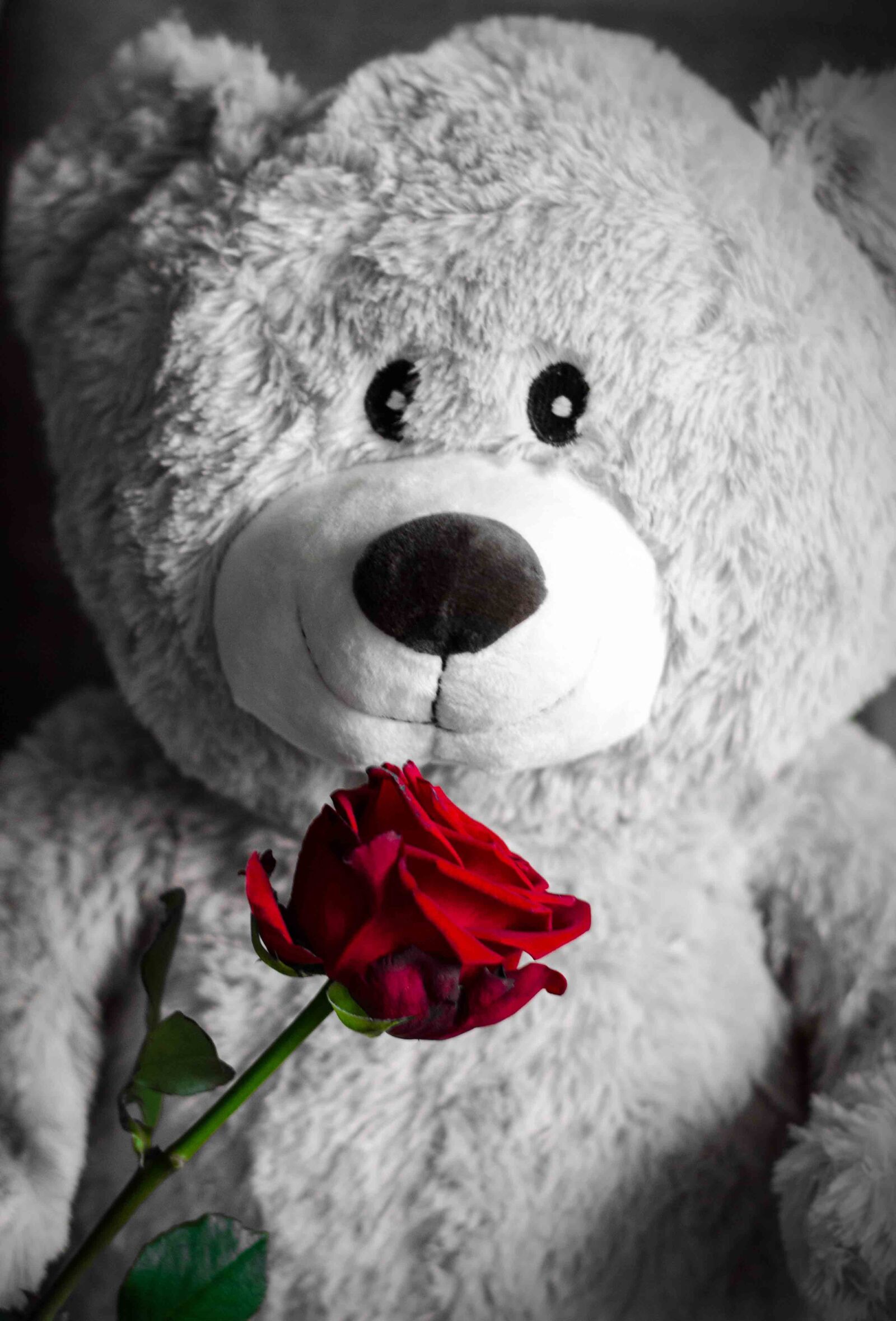Nikon D5100 sample photo. Teddy, rose, love photography