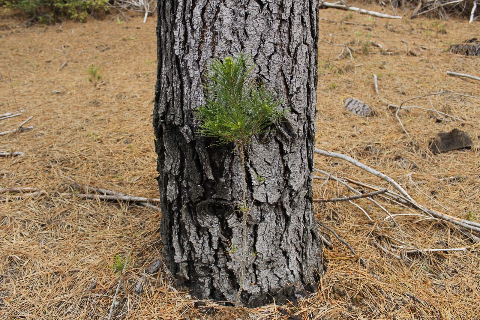 Canon EOS 1200D (EOS Rebel T5 / EOS Kiss X70 / EOS Hi) sample photo. Tree, small, green photography