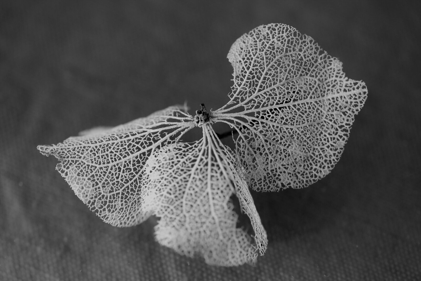Nikon D5500 sample photo. Blossom, bloom, leaf photography