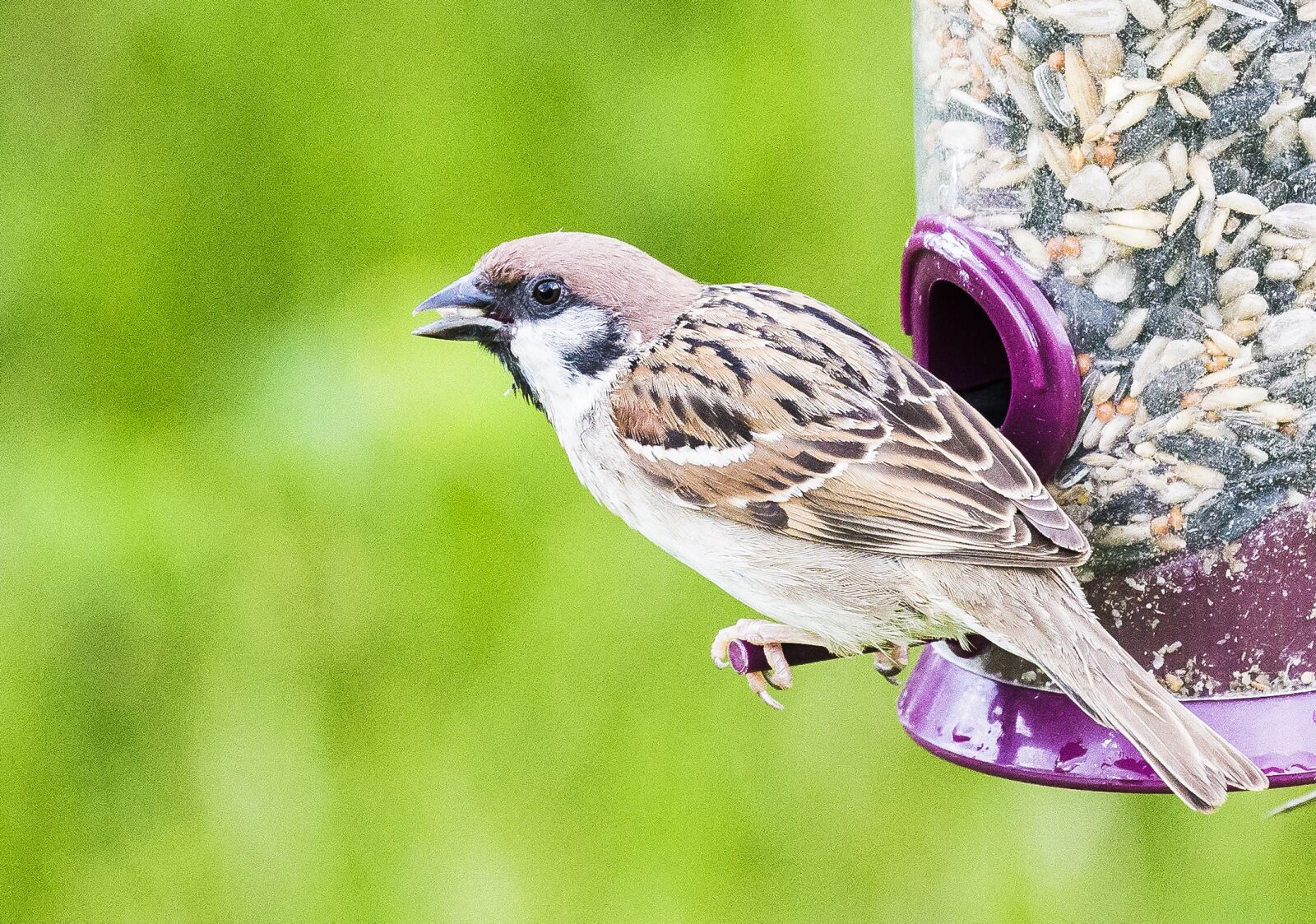Canon EOS 6D sample photo. Bird, sparrow, ornithology photography