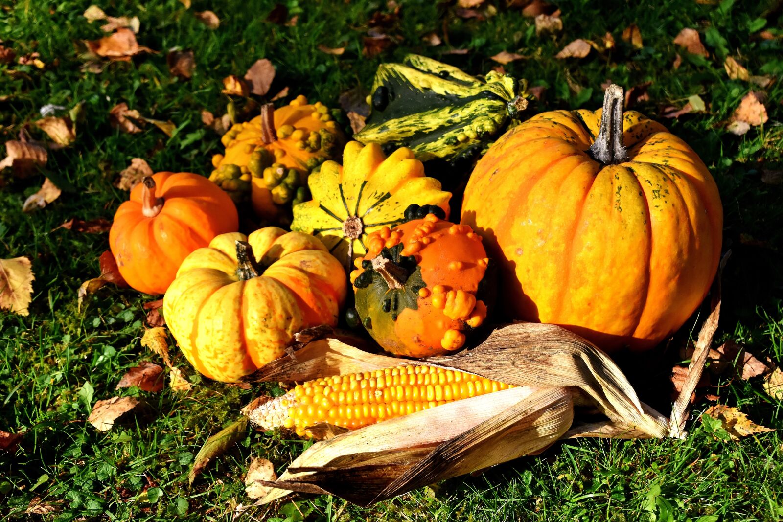 Nikon D7200 sample photo. Pumpkins, colorful, autumn photography