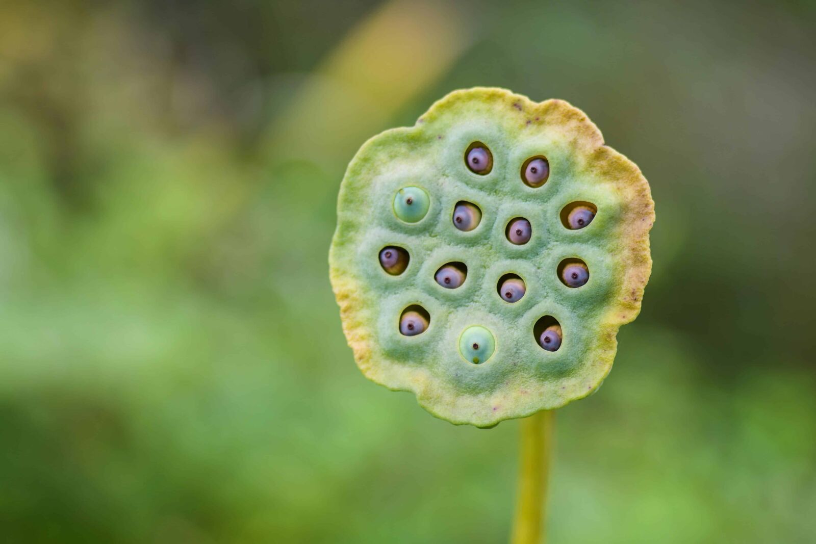 Nikon D500 sample photo. Plant, flower, flora, nature photography