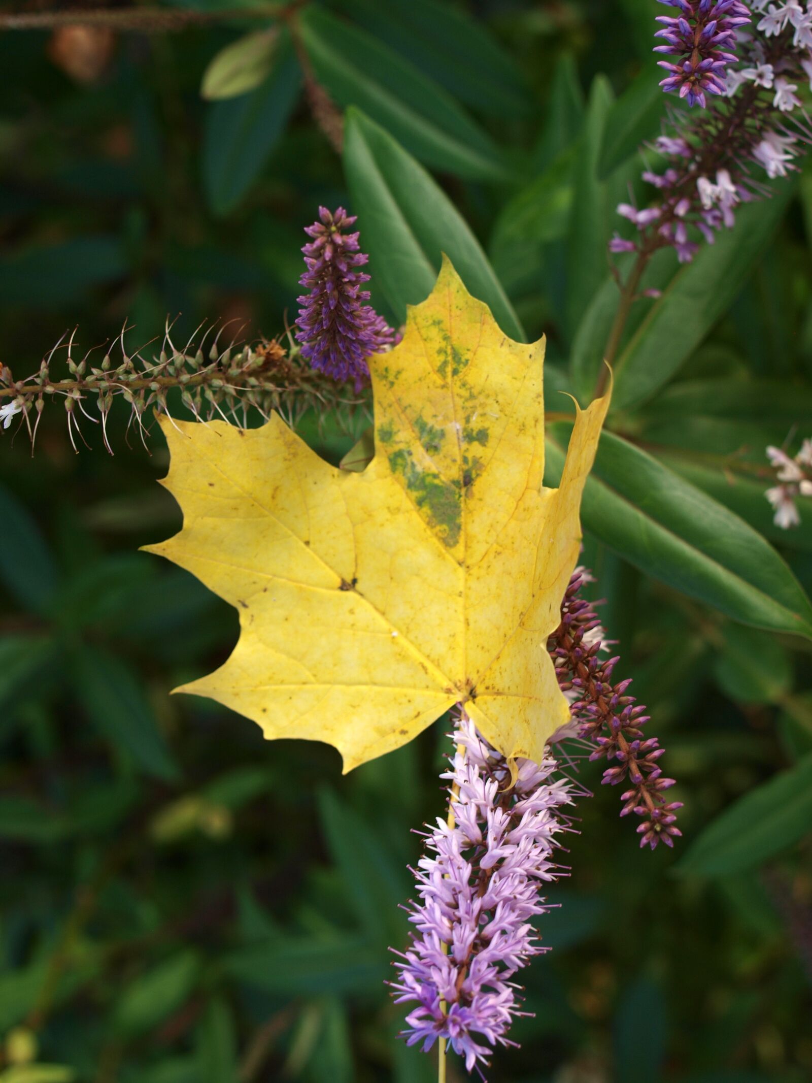 Olympus E-520 (EVOLT E-520) sample photo. Leaf, autumn, flower photography