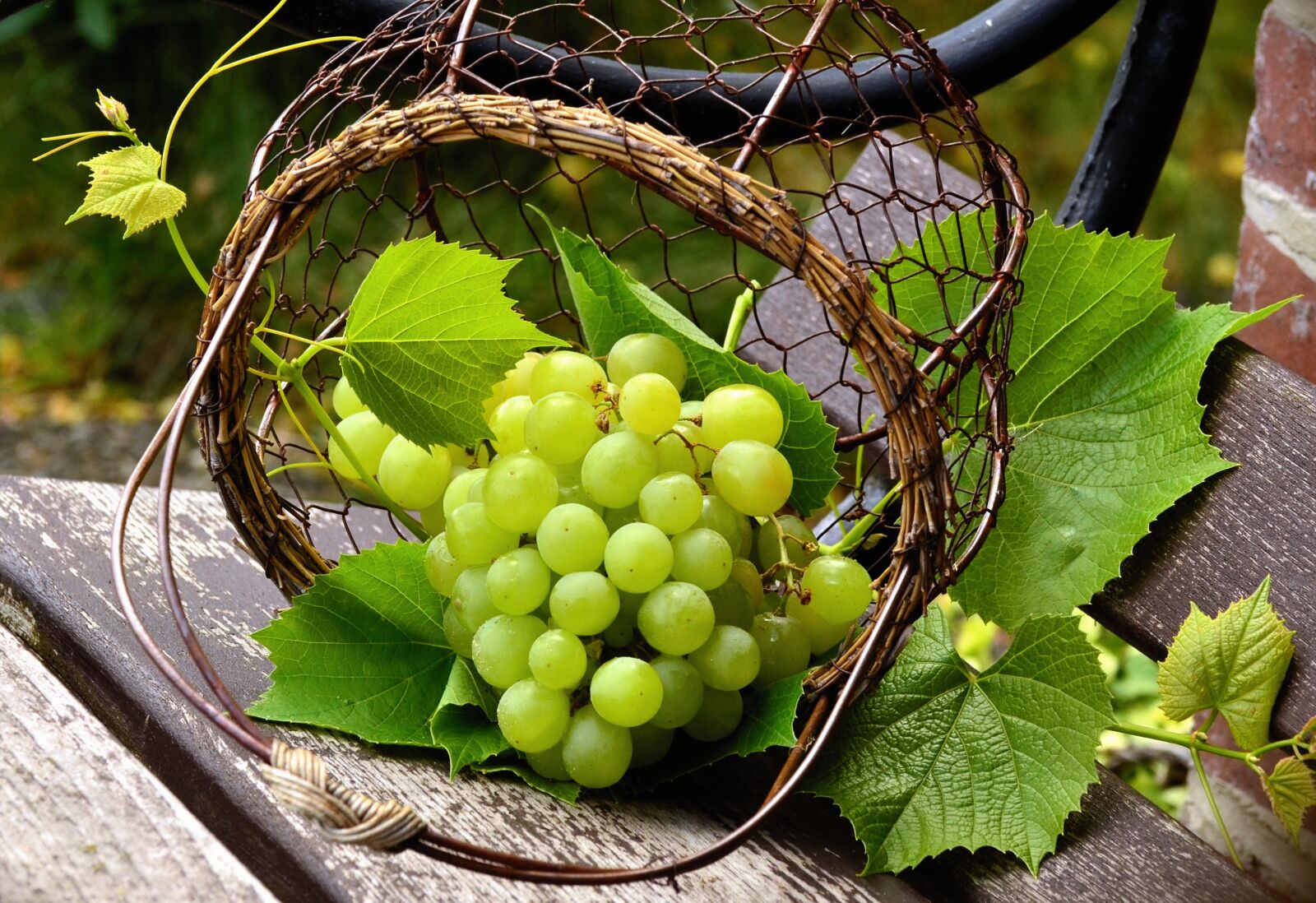 Nikon D5100 sample photo. Grapes, fruit, grape bright photography