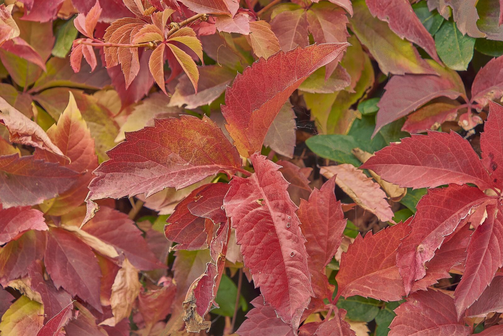 Nikon D7200 sample photo. Autumn, red, forest photography