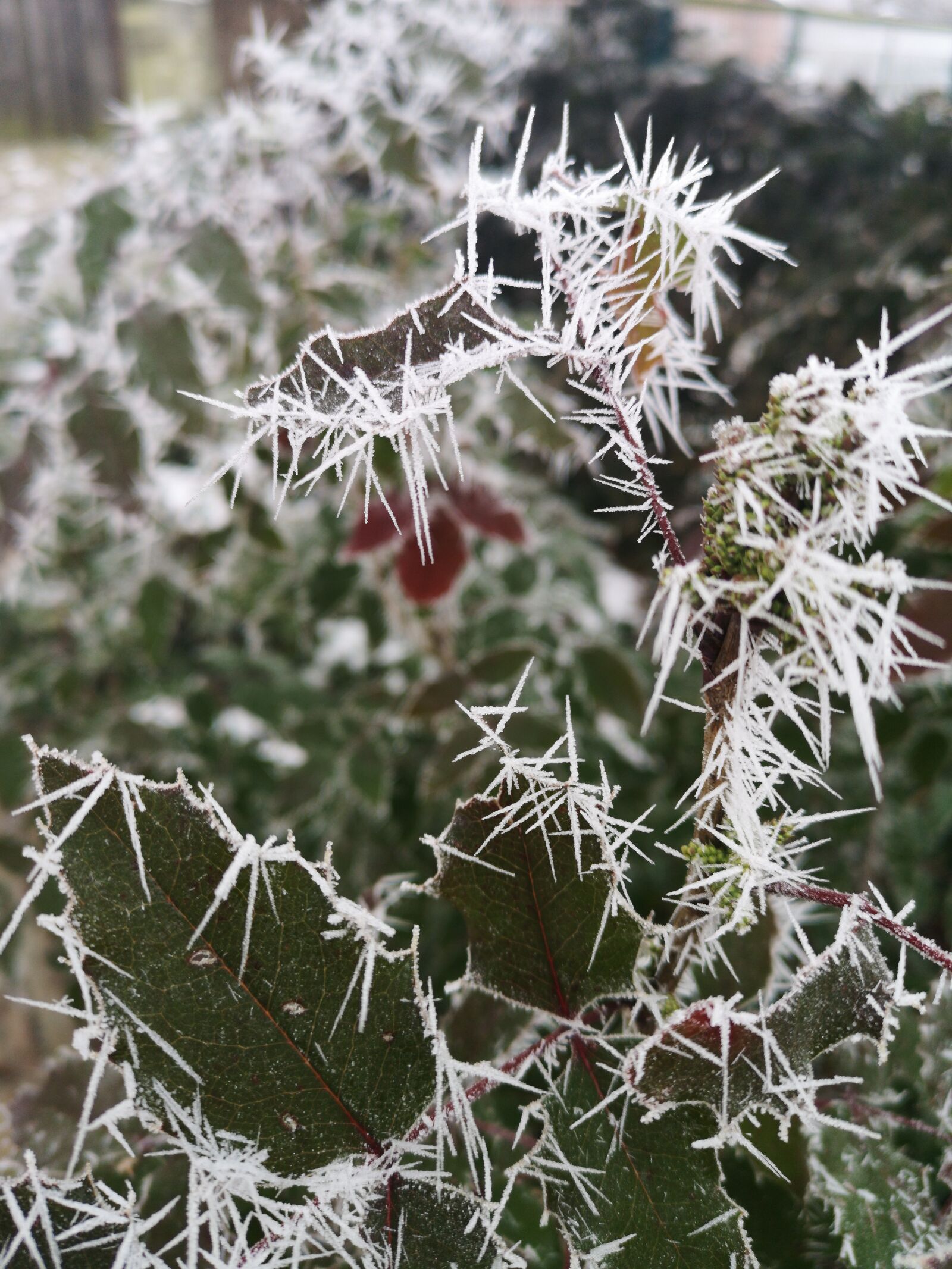 HUAWEI CLT-L09 sample photo. Frost, christmas, snow photography