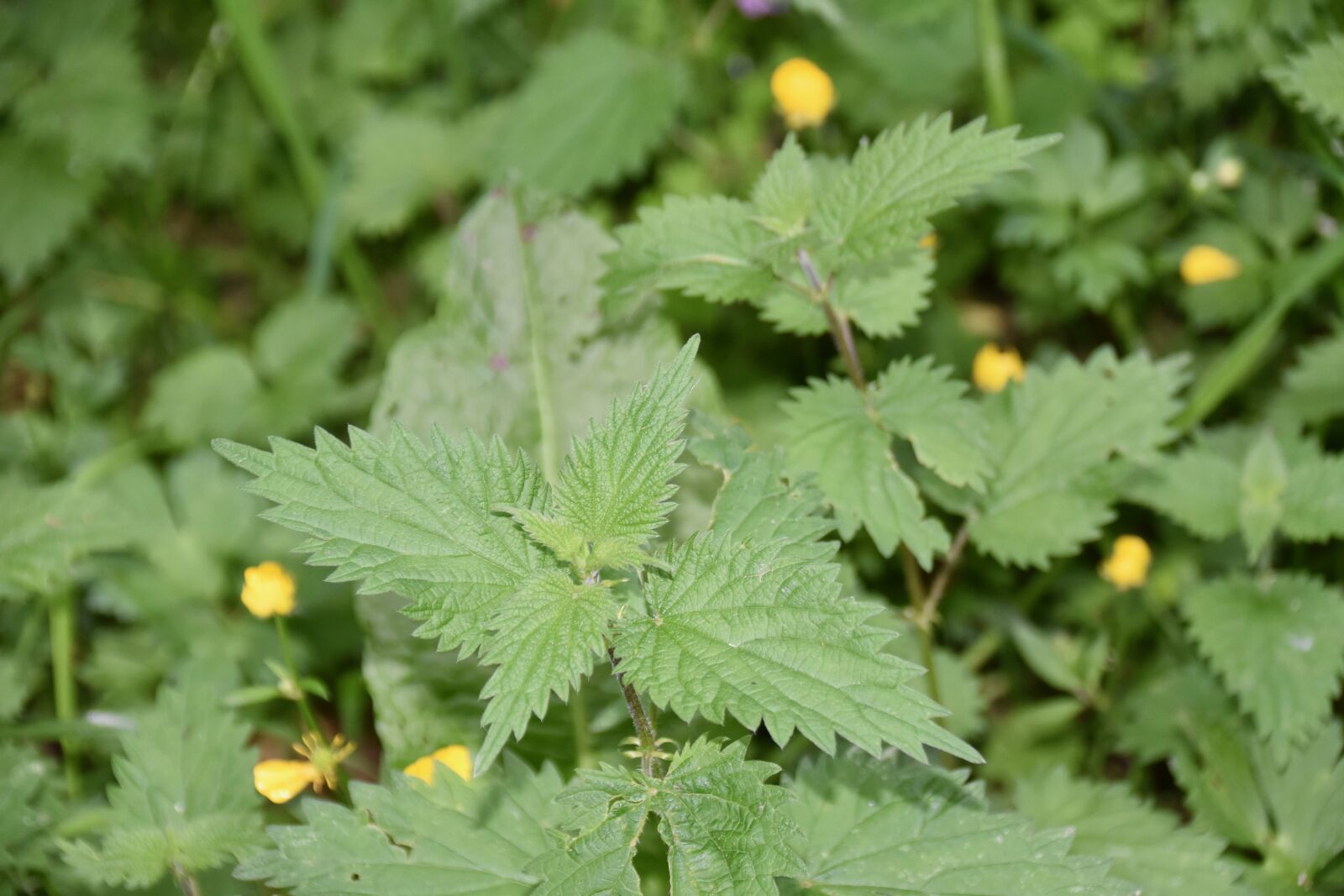 Nikon D5600 sample photo. Nettle, leaves nettles, botany photography