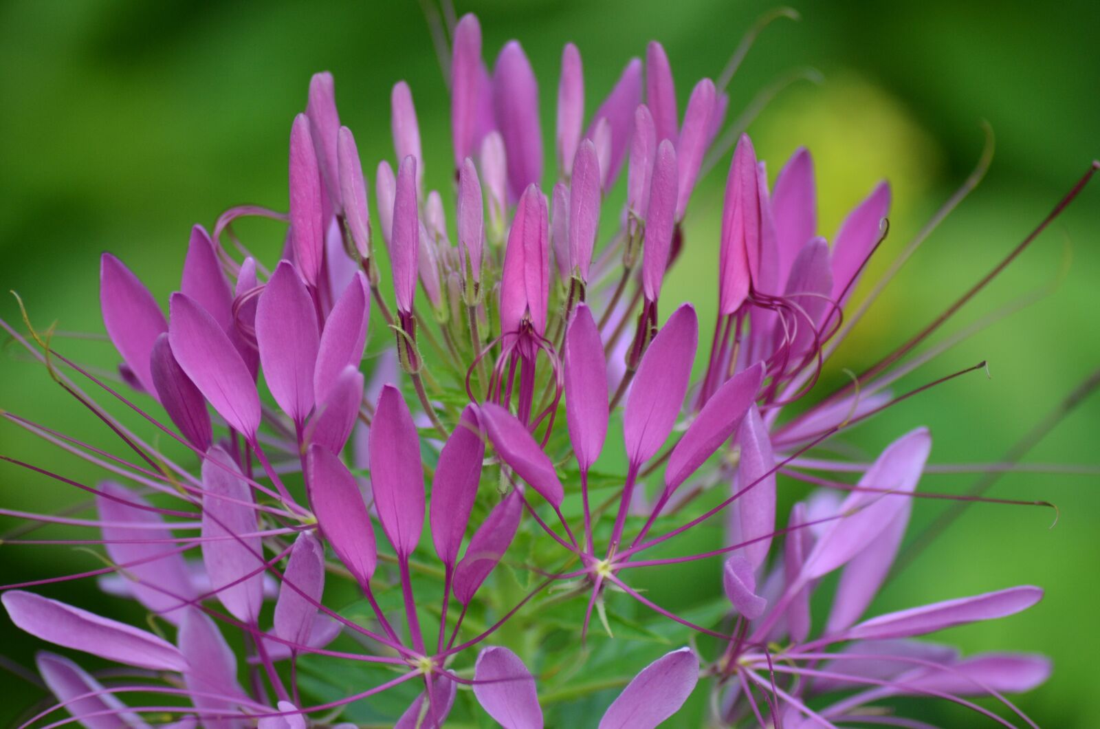 Nikon D5100 sample photo. Flowers, purple flowers, nature photography