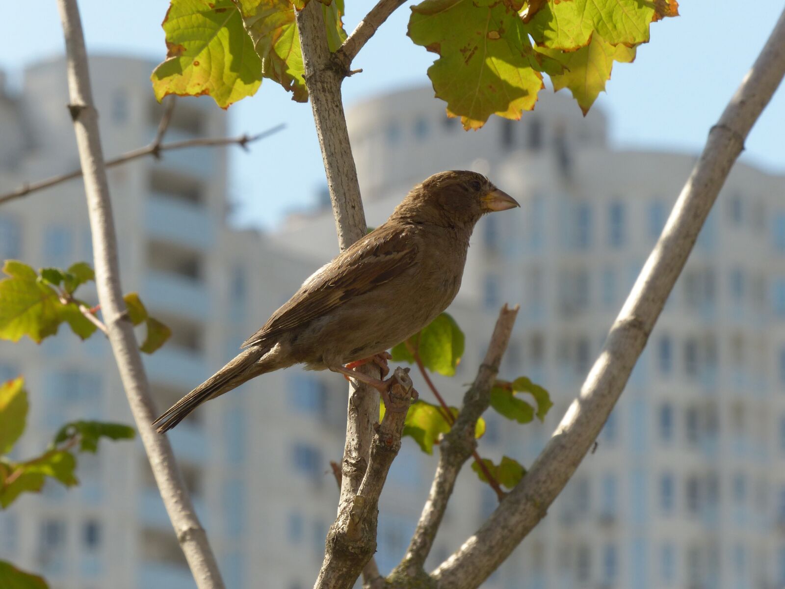 Panasonic Lumix DMC-FZ200 sample photo. Sparrow, bird, birdie photography