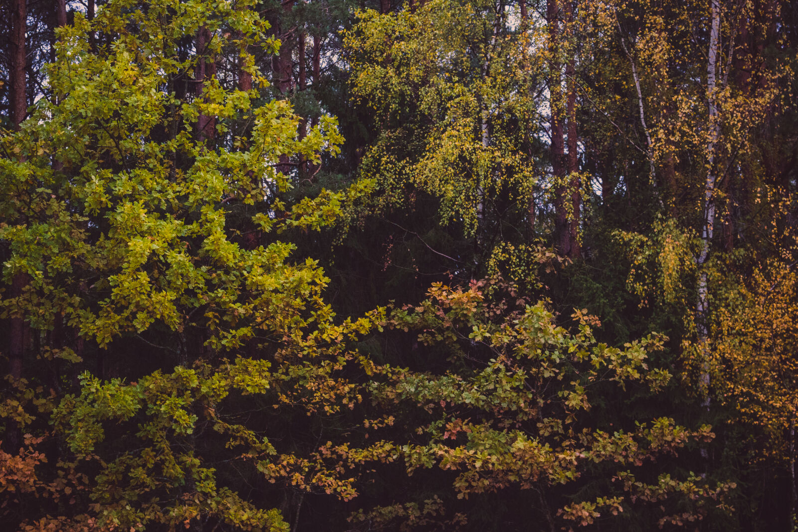 Canon EOS 700D (EOS Rebel T5i / EOS Kiss X7i) sample photo. Autumn, colours, environment, foliage photography