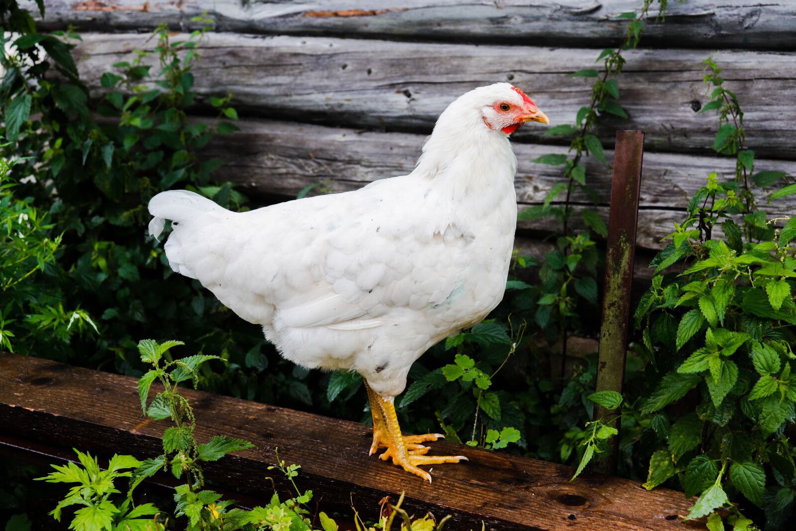 Canon EOS 200D (EOS Rebel SL2 / EOS Kiss X9) sample photo. Chicken, white chicken, on photography