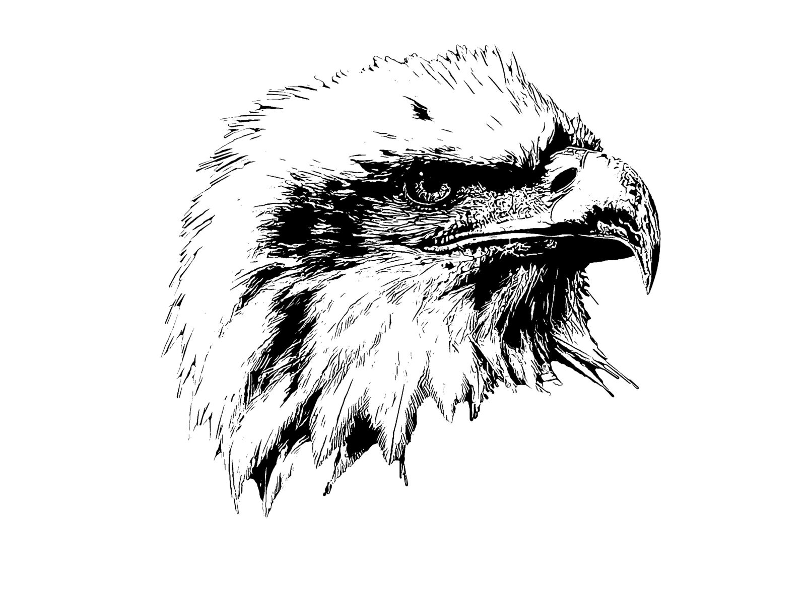 KONICA MINOLTA DiMAGE 7Hi sample photo. Bald eagle, eagle, raptor photography