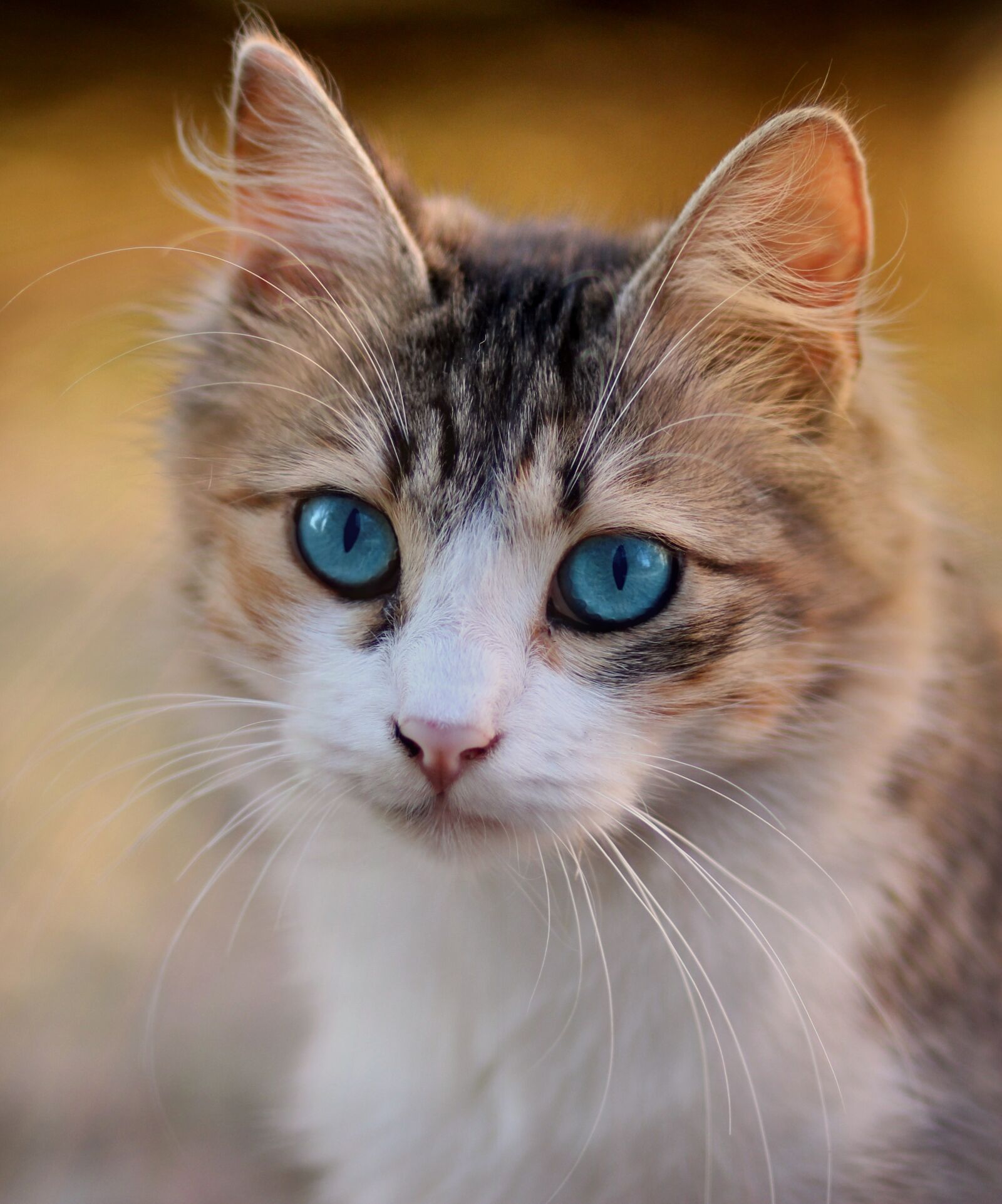 Canon EOS 700D (EOS Rebel T5i / EOS Kiss X7i) + Canon EF 85mm F1.8 USM sample photo. Cat, blue eyes, pet photography