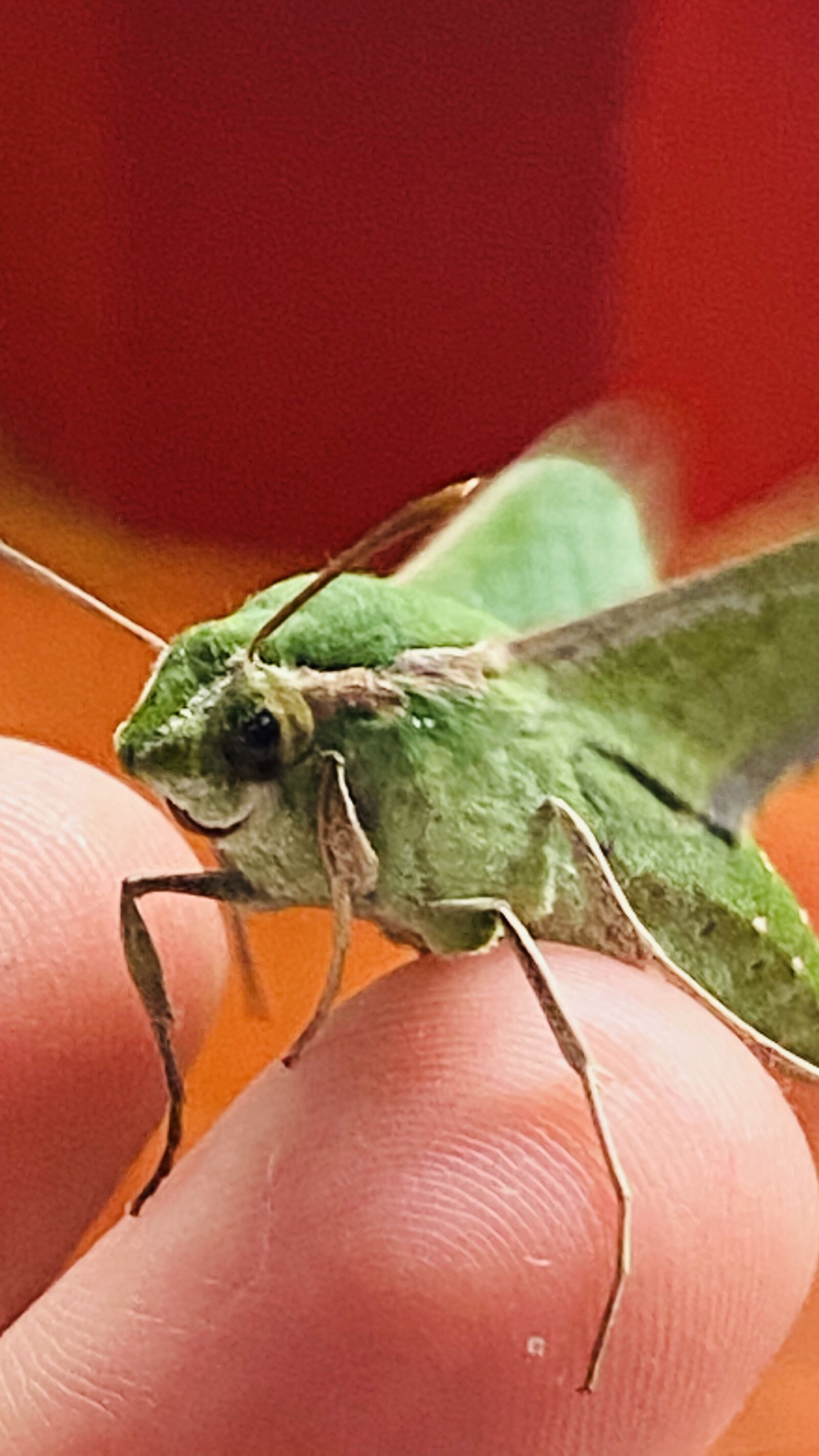 Apple iPhone 11 sample photo. Moth, insect, insects photography