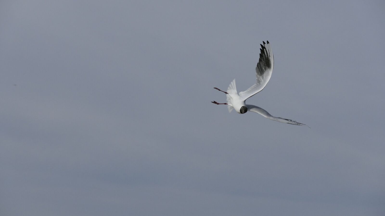 Panasonic Lumix DMC-FZ1000 sample photo. Nature, animals, bird photography