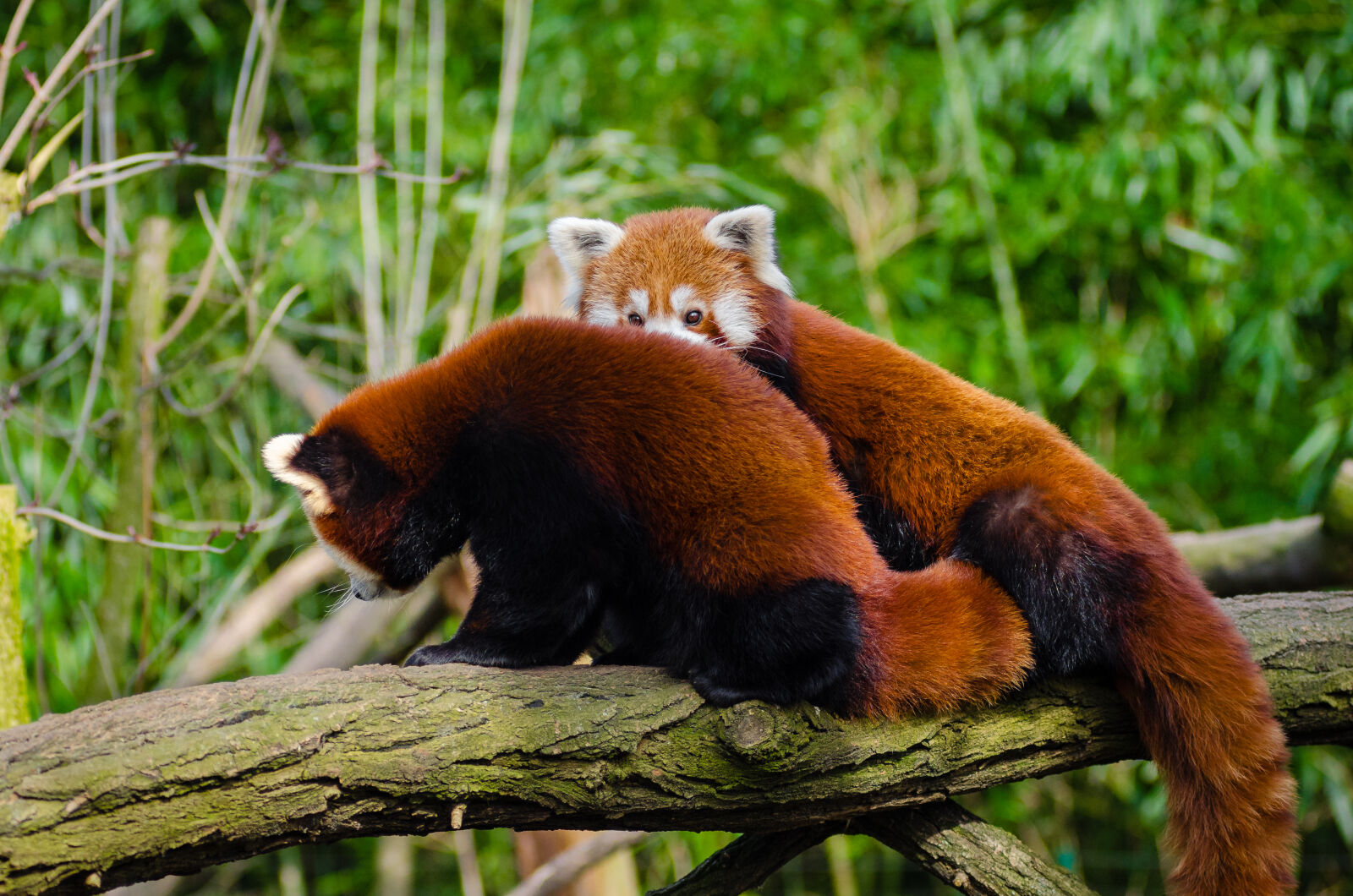 AF Zoom-Nikkor 80-200mm f/2.8 ED sample photo. Brown, and, white, animal photography