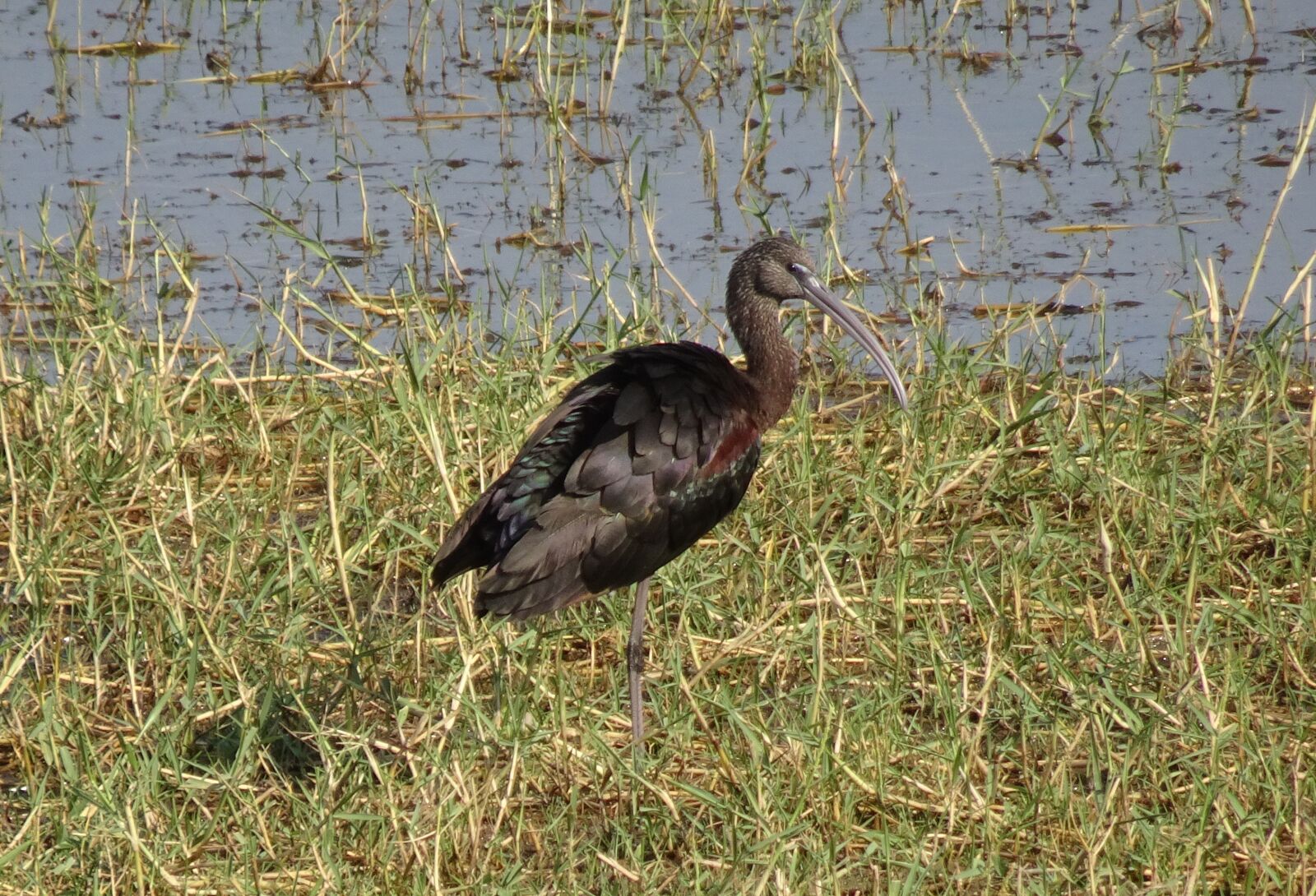Sony Cyber-shot DSC-HX90V sample photo. Glossy ibis, wader, plegadis photography