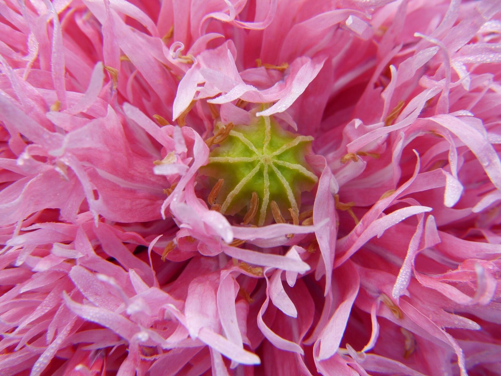 Panasonic Lumix DMC-FZ150 sample photo. Poppy, poppy flower, close photography