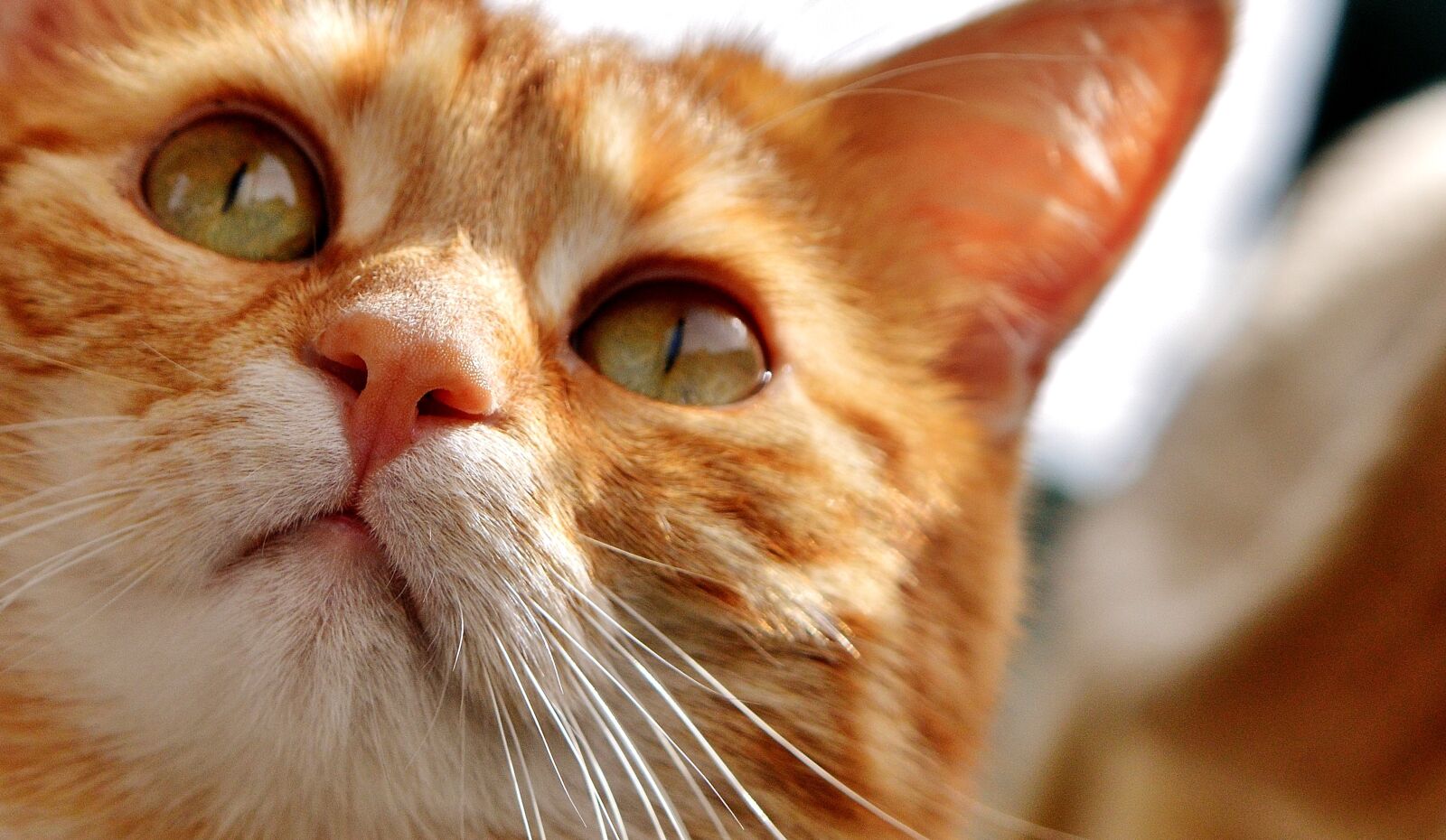 Nikon D3200 sample photo. Cat, eyes, cat's eyes photography