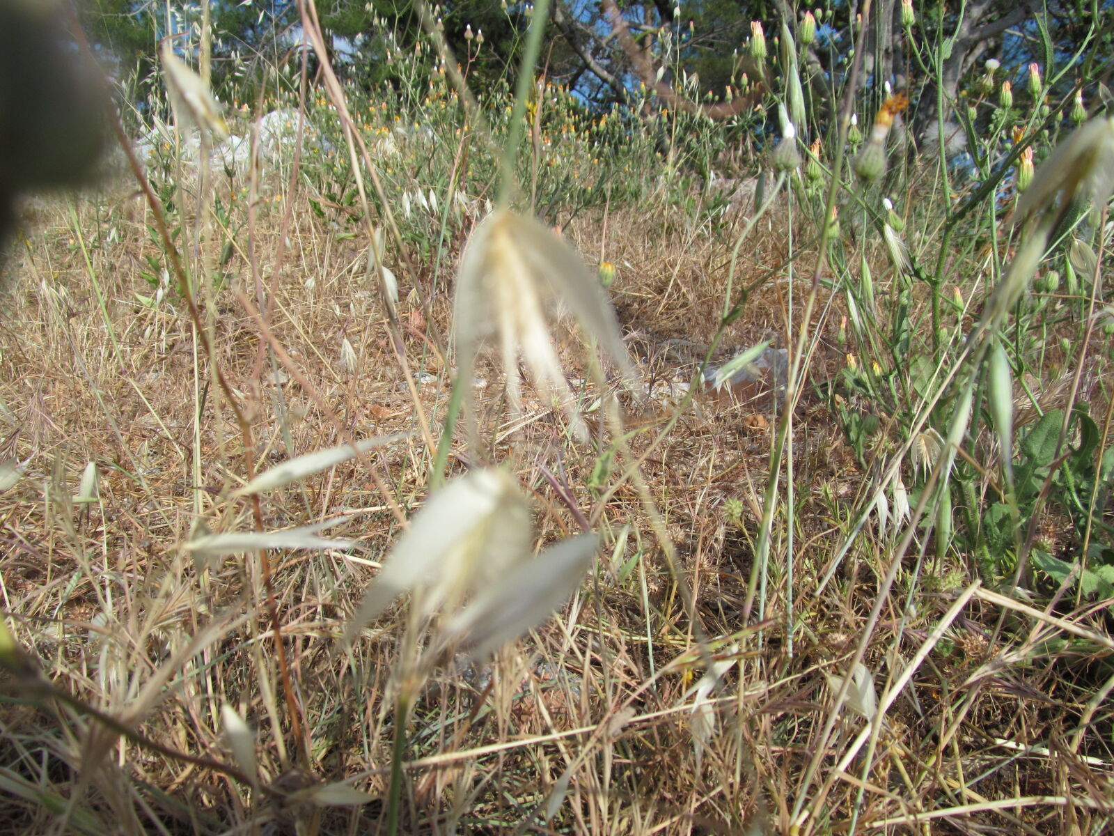 Canon PowerShot SX150 IS sample photo. Macro, nature photography