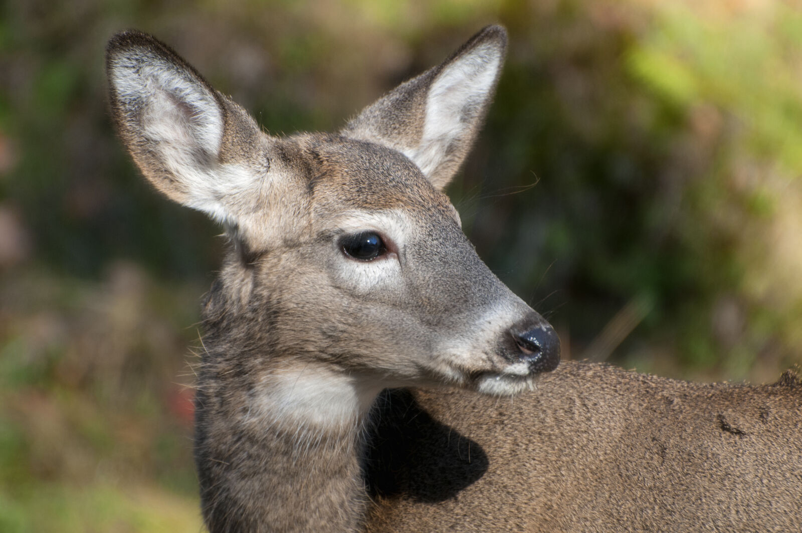 Nikon D300 sample photo. Canada, deer, fur, nature photography