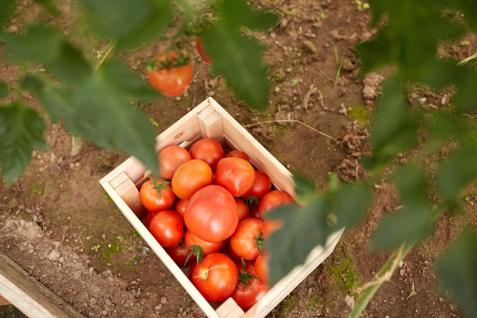 Canon EOS 5D Mark III sample photo. Food, fruit, leaf photography
