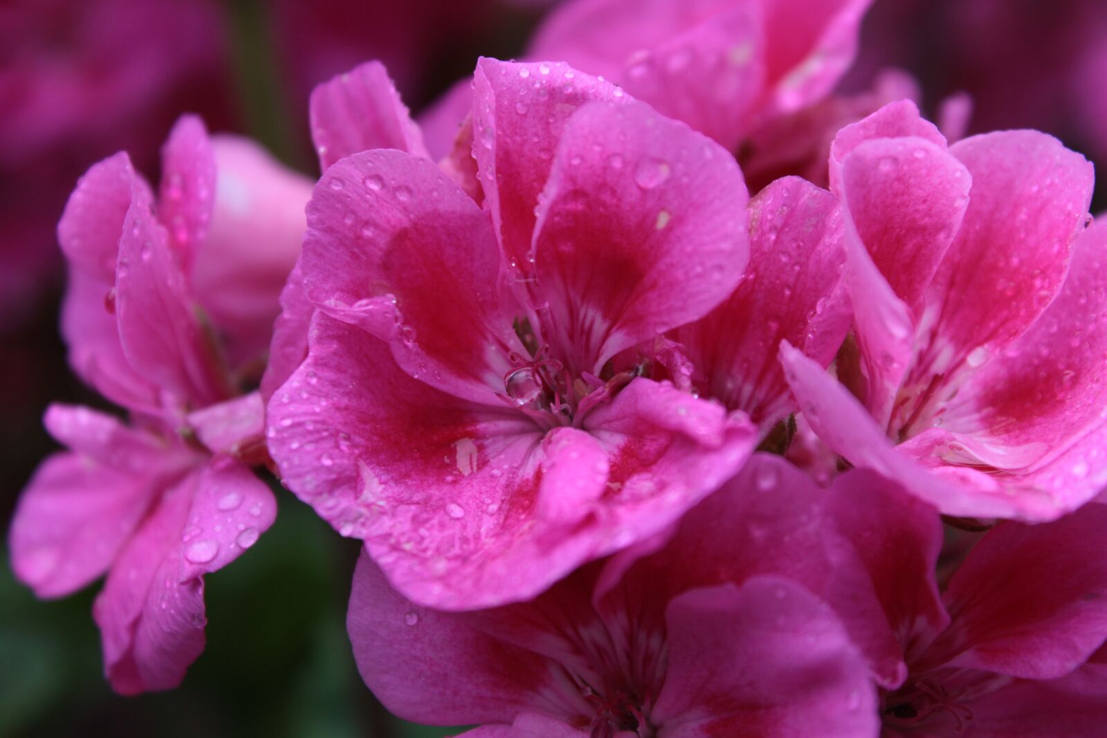 Canon EOS 600D (Rebel EOS T3i / EOS Kiss X5) sample photo. Flower, pink, pink flowers photography