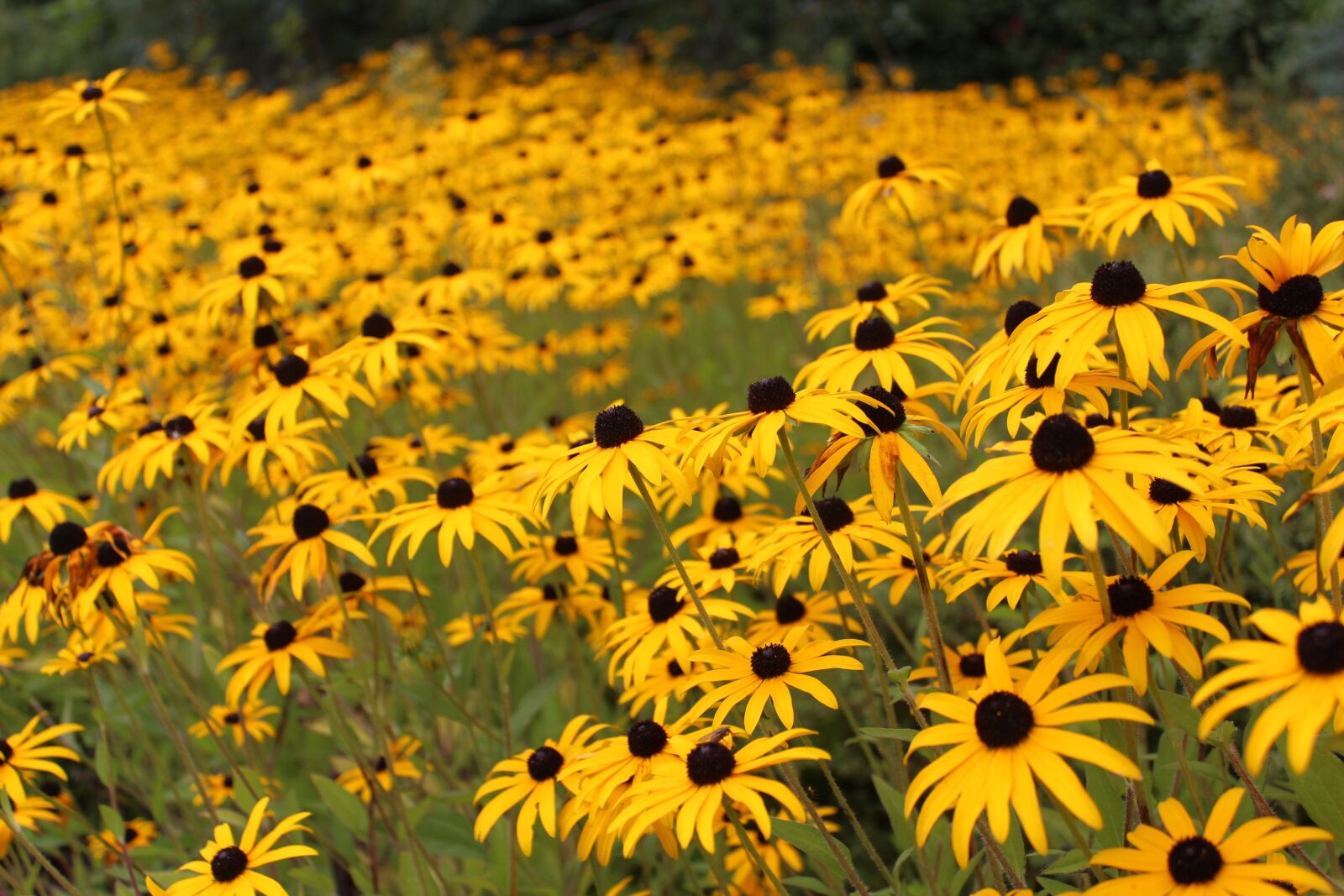 Canon EOS 650D (EOS Rebel T4i / EOS Kiss X6i) sample photo. Yellow flowers, summer, colorful photography