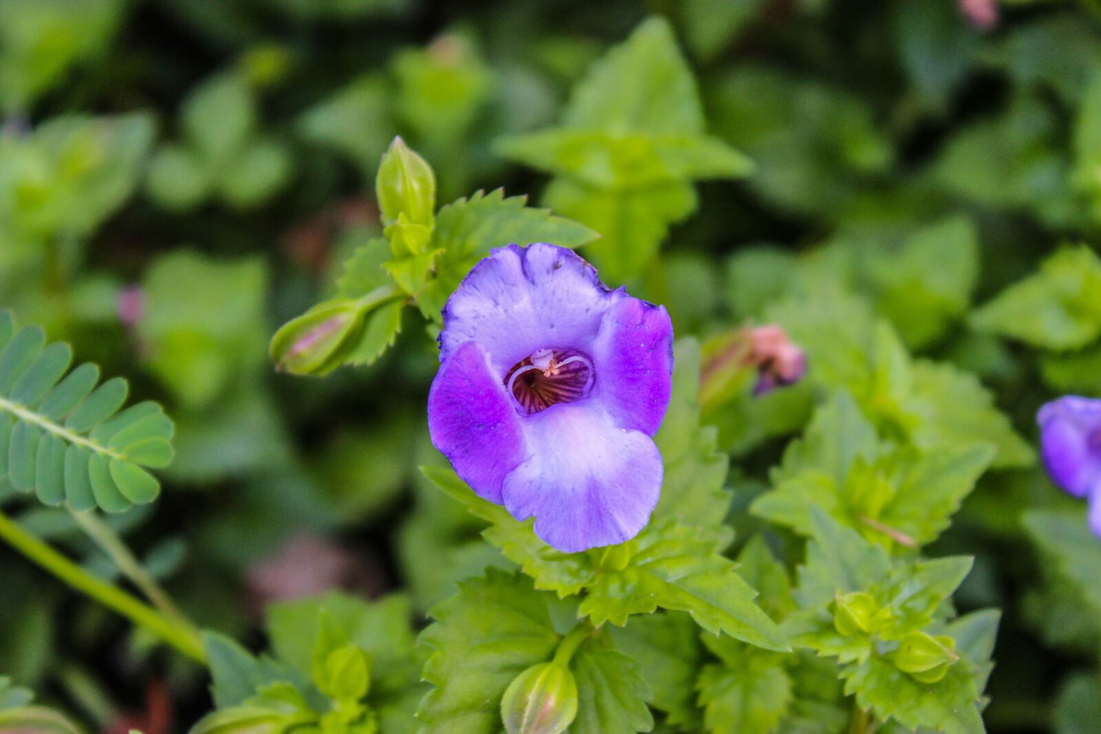 Canon EOS 600D (Rebel EOS T3i / EOS Kiss X5) sample photo. Purple, flower, blossom photography