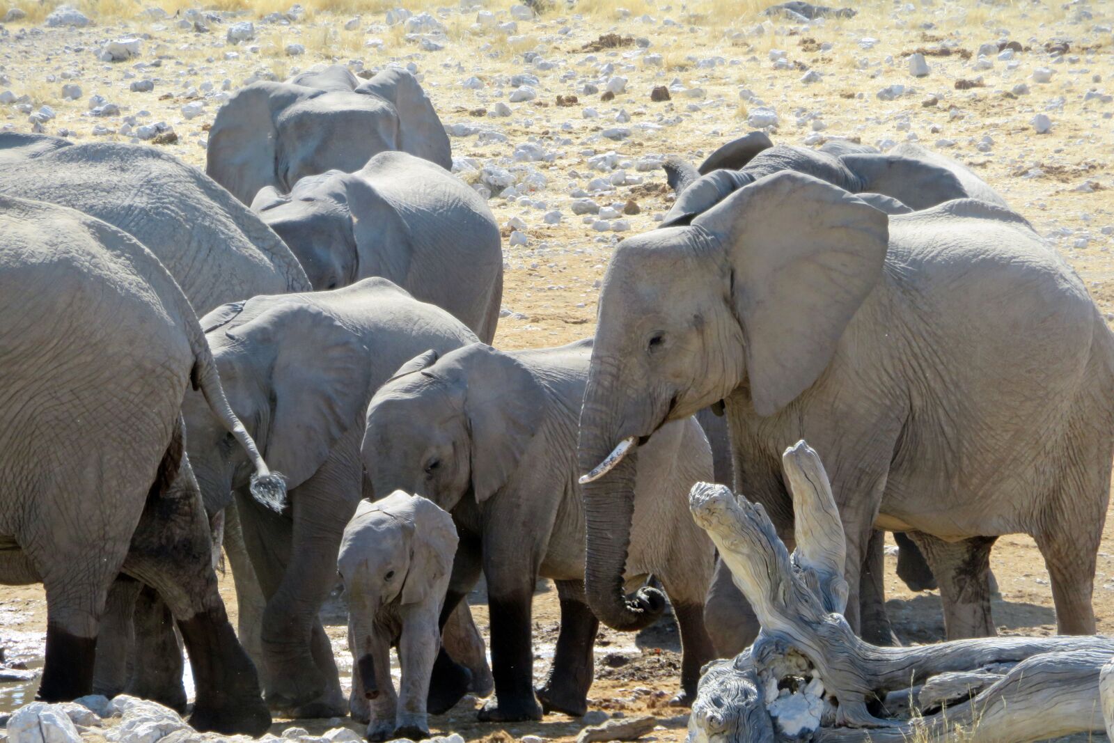 Canon PowerShot SX720 HS sample photo. Elephant, herd, africa photography