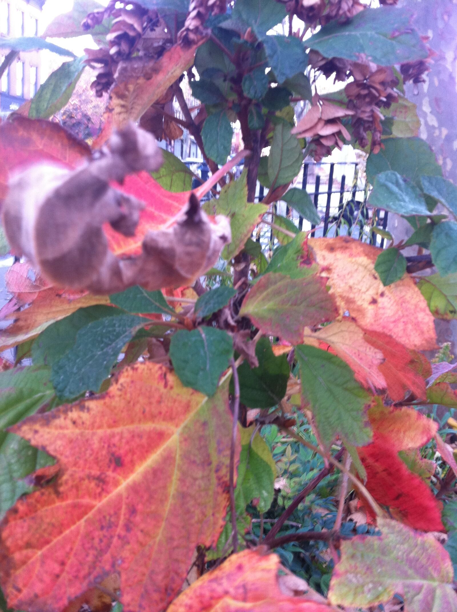 Apple iPhone 4 sample photo