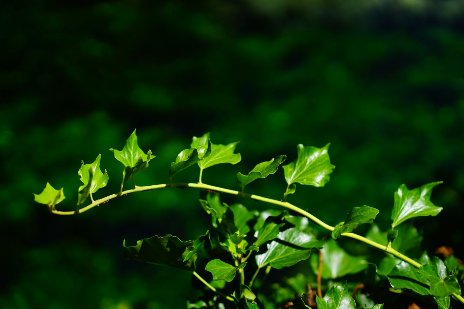 Sony a7 + Sony Sonnar T* FE 55mm F1.8 ZA sample photo. Ivy, ivy branch, branch photography
