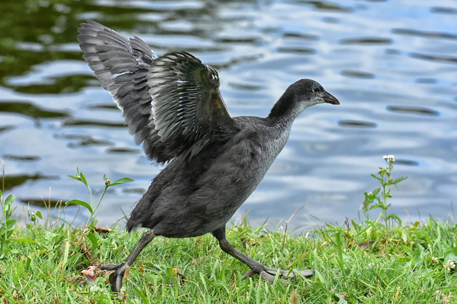 Nikon D7200 sample photo. Coot, chicks, wing photography