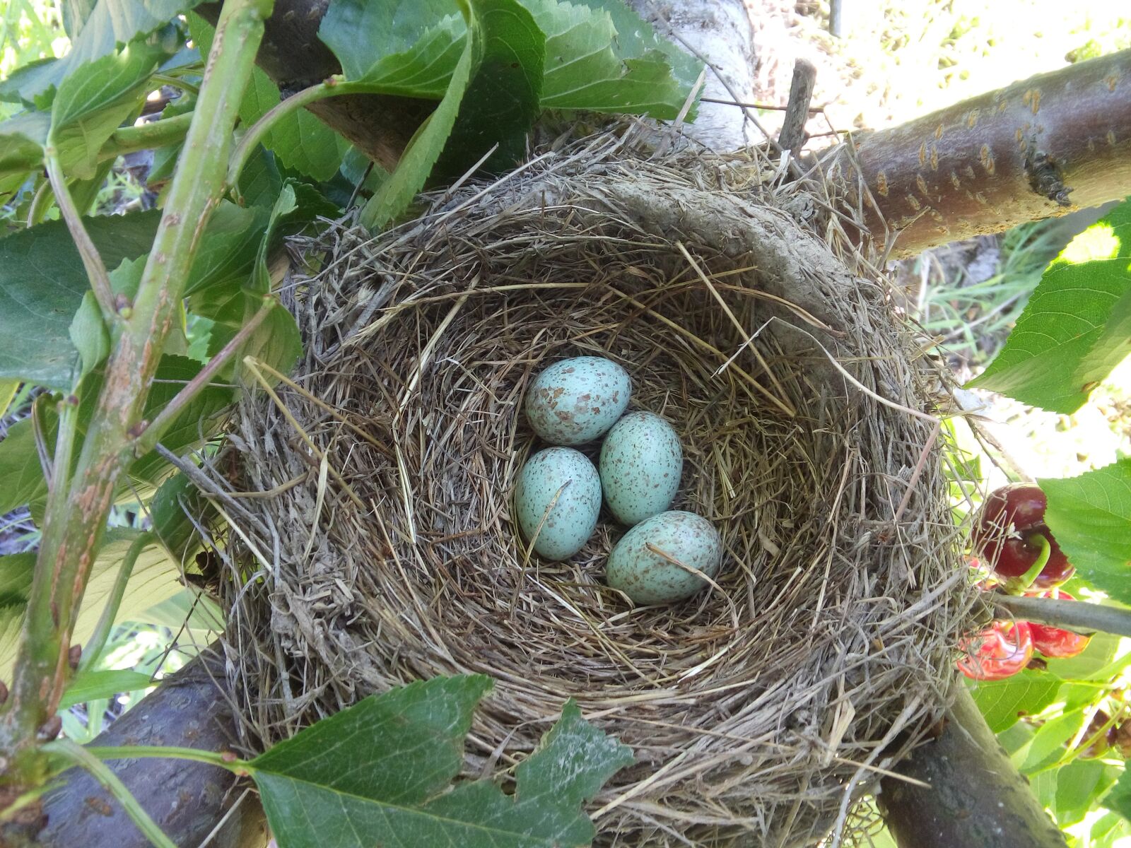 LG LBello sample photo. Nest, eggs, blackbird photography