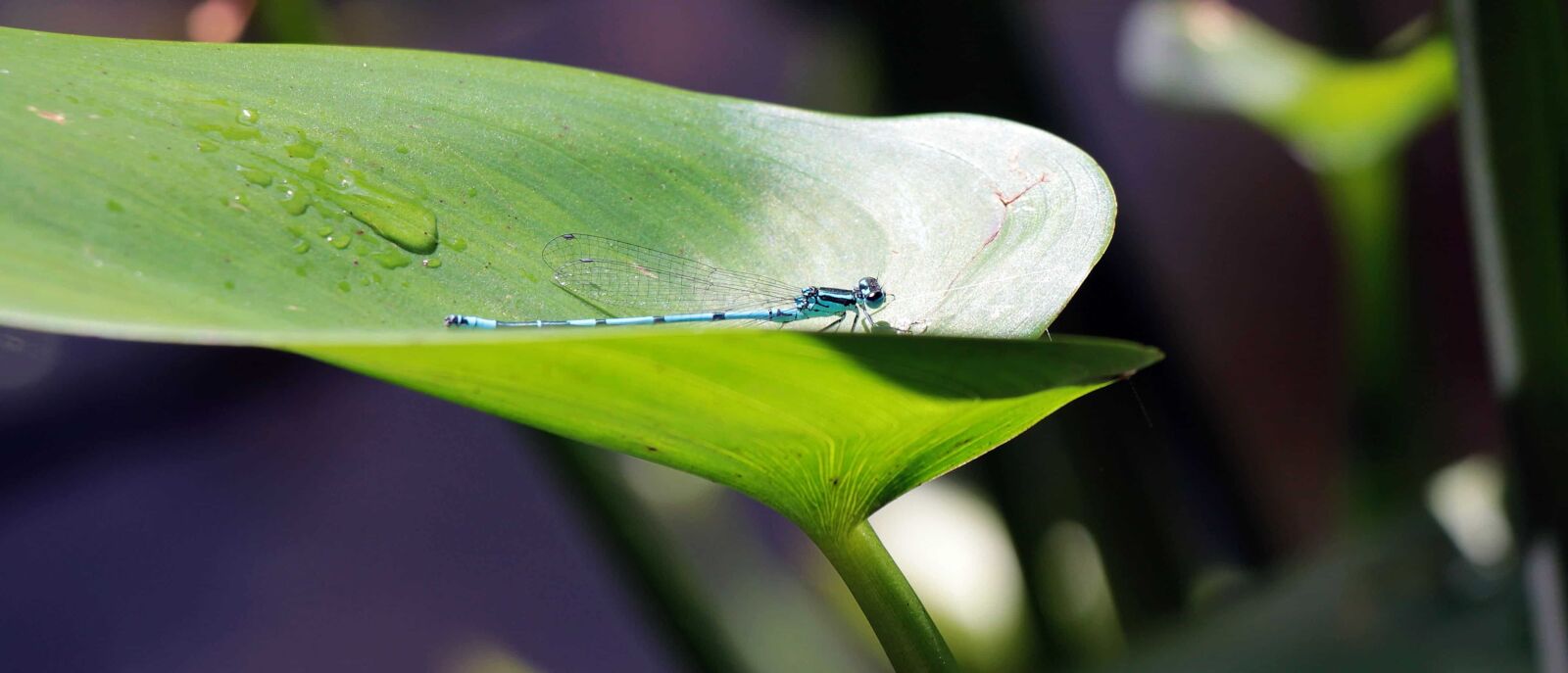 Canon EOS 550D (EOS Rebel T2i / EOS Kiss X4) sample photo. Flora, dragonfly, arthropod, nature photography