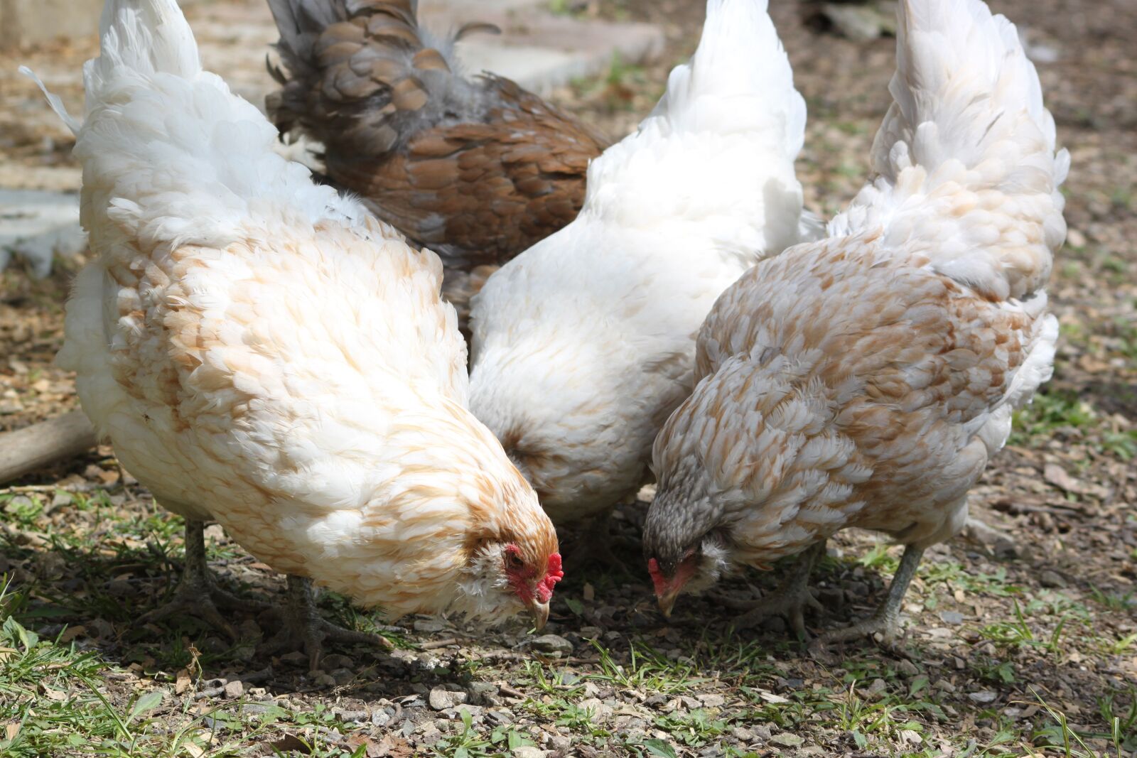 Canon EOS 500D (EOS Rebel T1i / EOS Kiss X3) sample photo. Chicken, americauna, farm photography