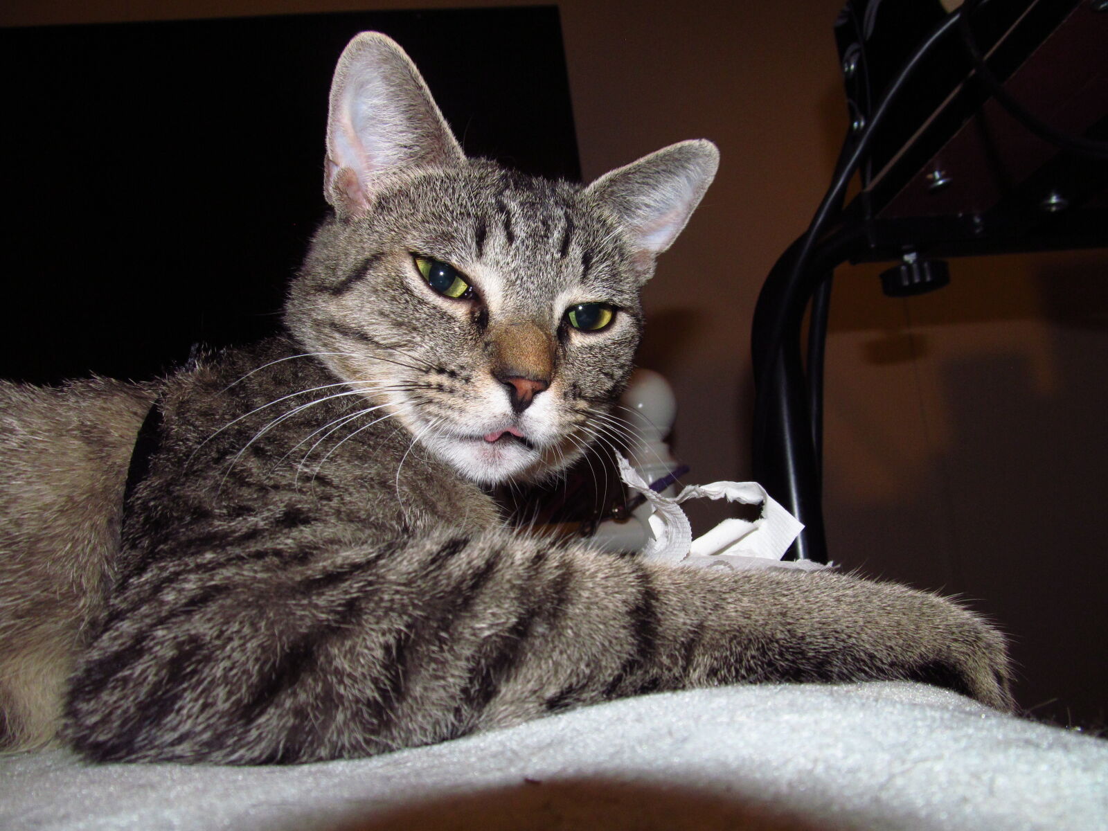 Canon PowerShot SX150 IS sample photo. Animal, cat, close, up photography