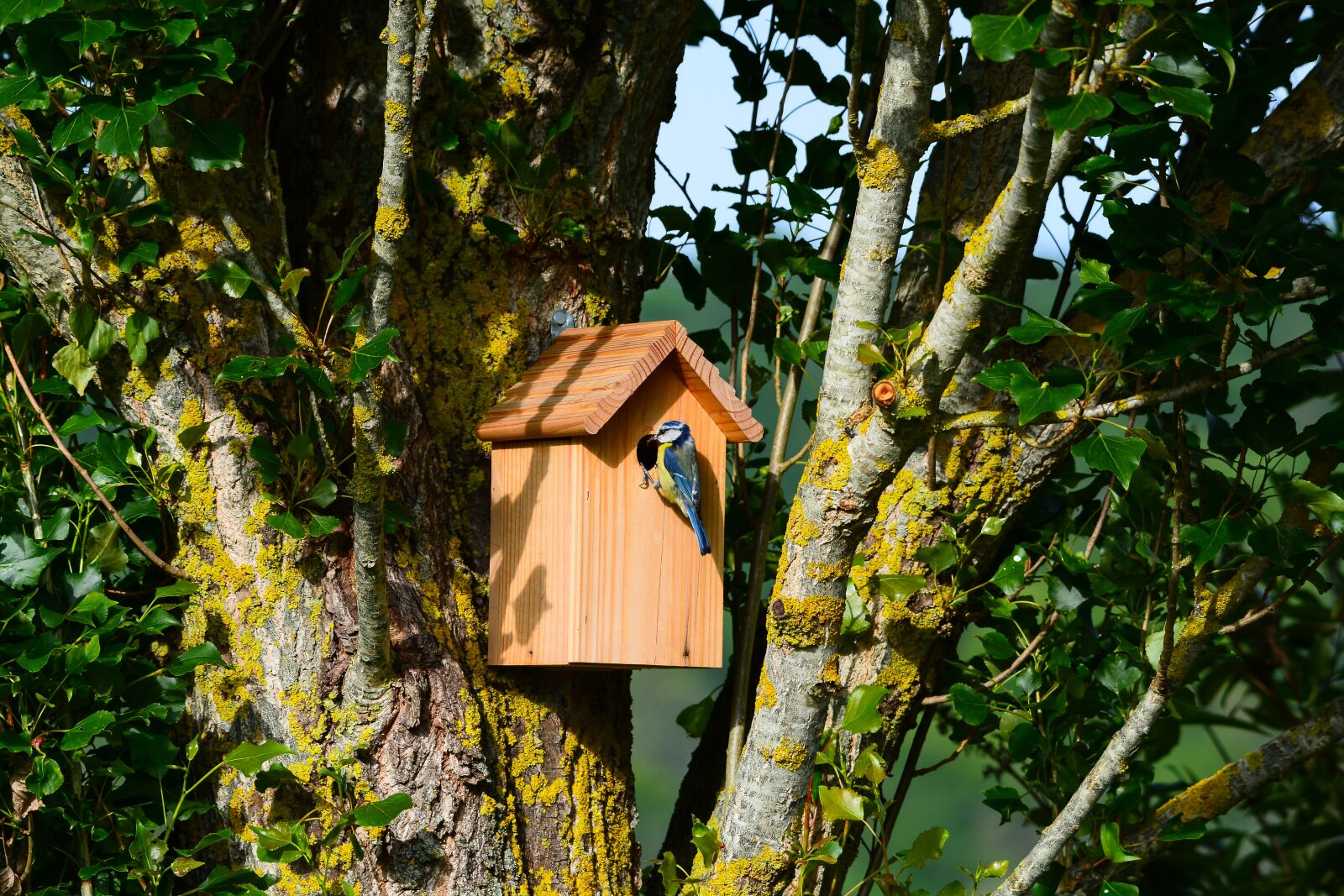 Nikon D7100 sample photo. Bird, blue tit, nest photography