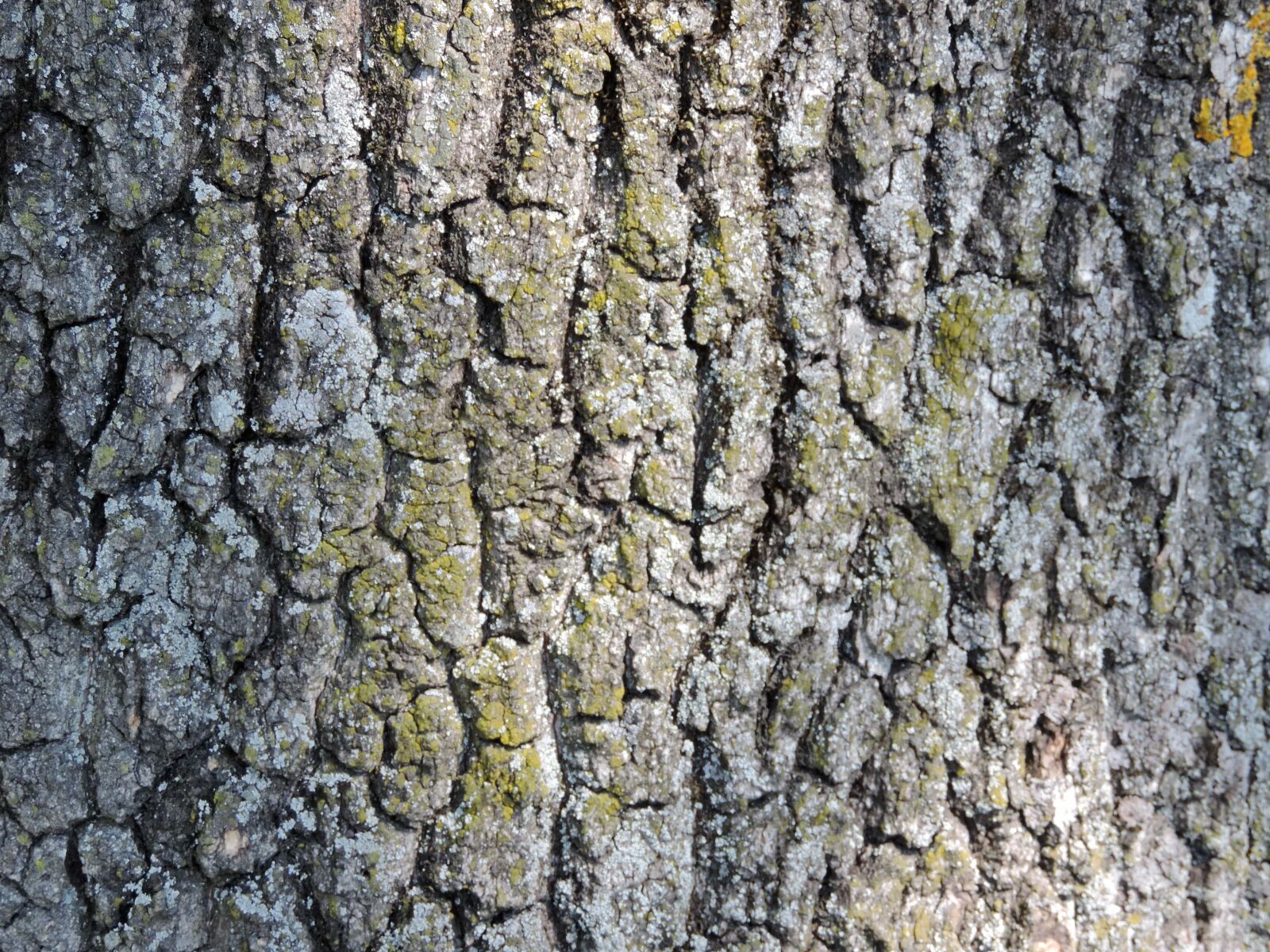 Nikon Coolpix P520 sample photo. Cortex, detail, lichen, texture photography