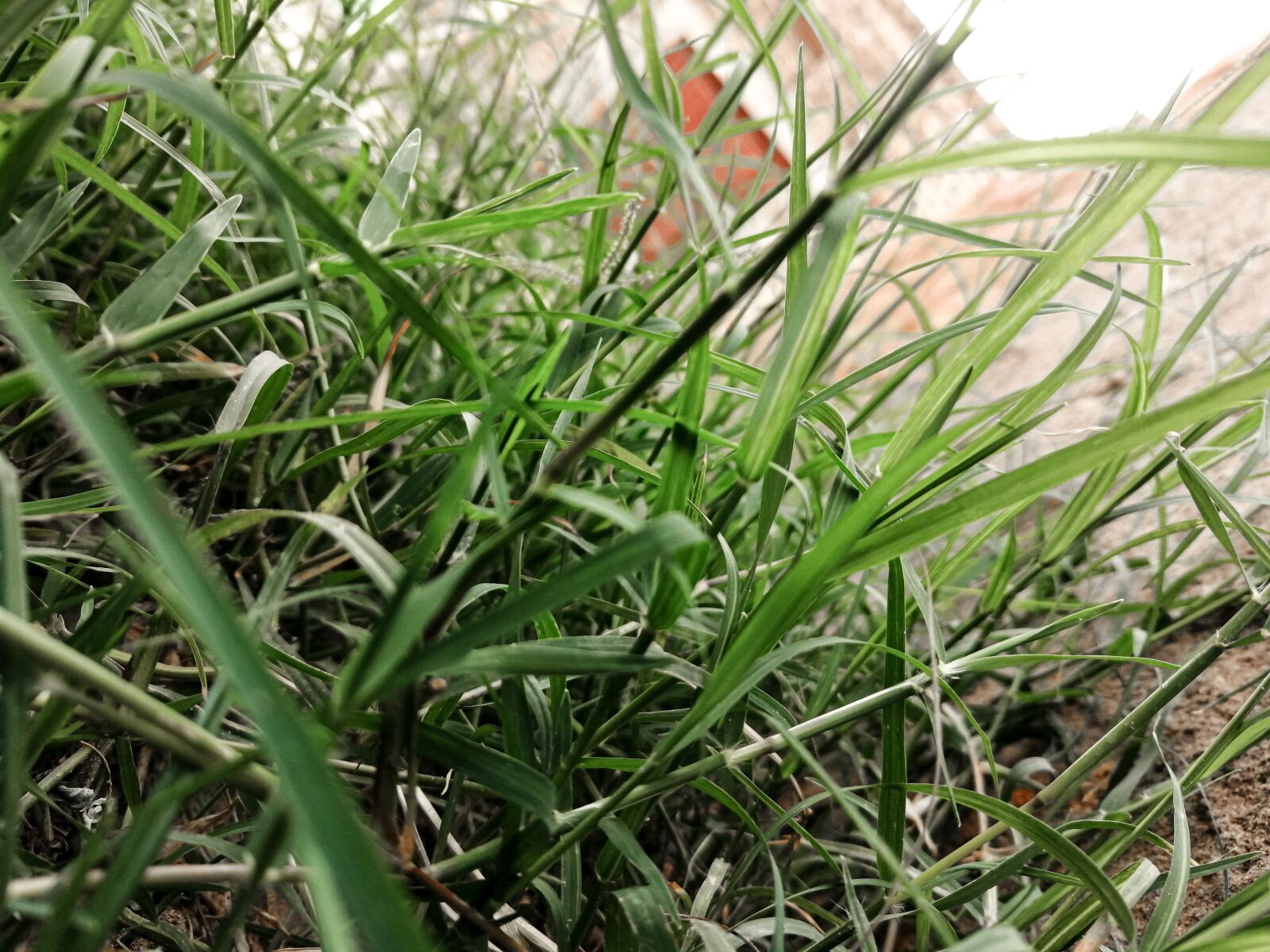 HUAWEI P30 LITE sample photo. New, edit, lightroom photography