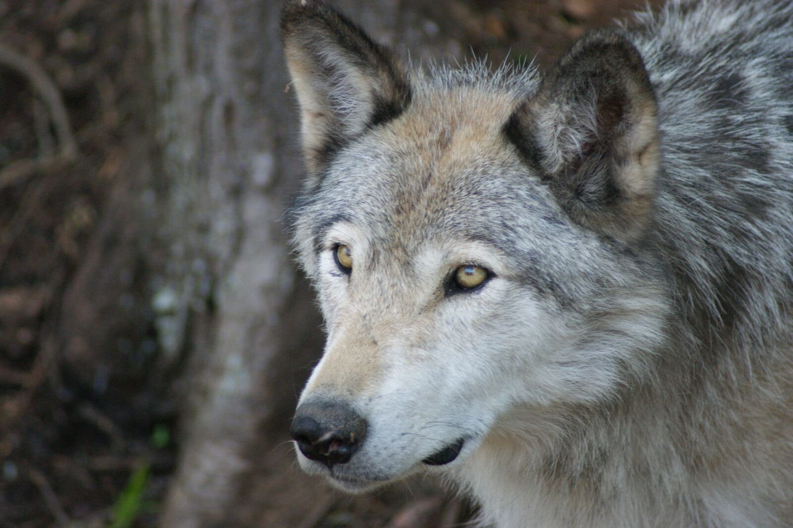 Sony Alpha DSLR-A350 sample photo. Wolf, grey, timber photography