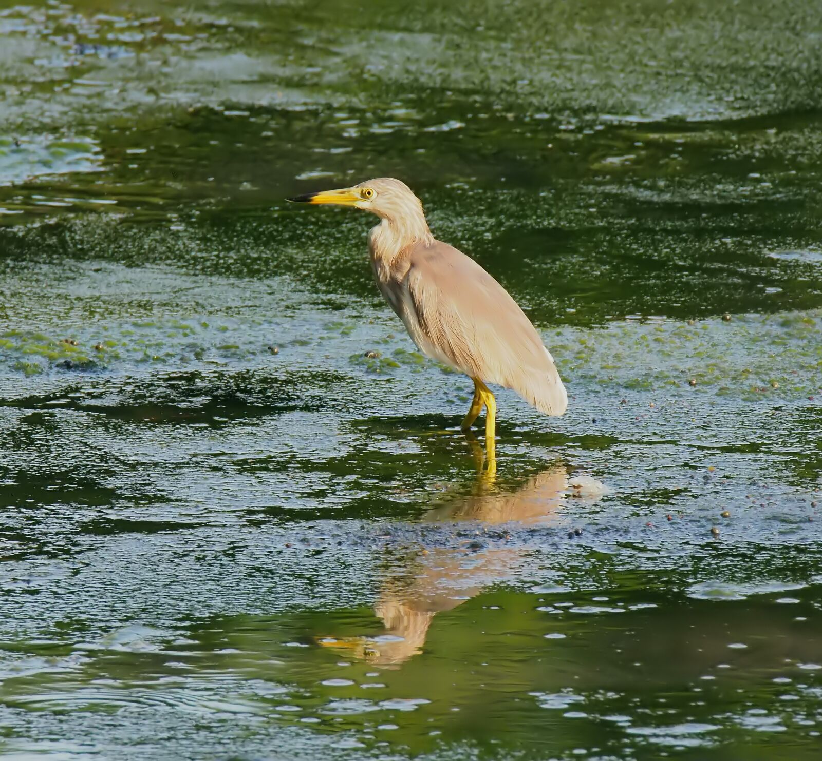 Olympus OM-D E-M1 sample photo. Bird, wild, wildlife photography