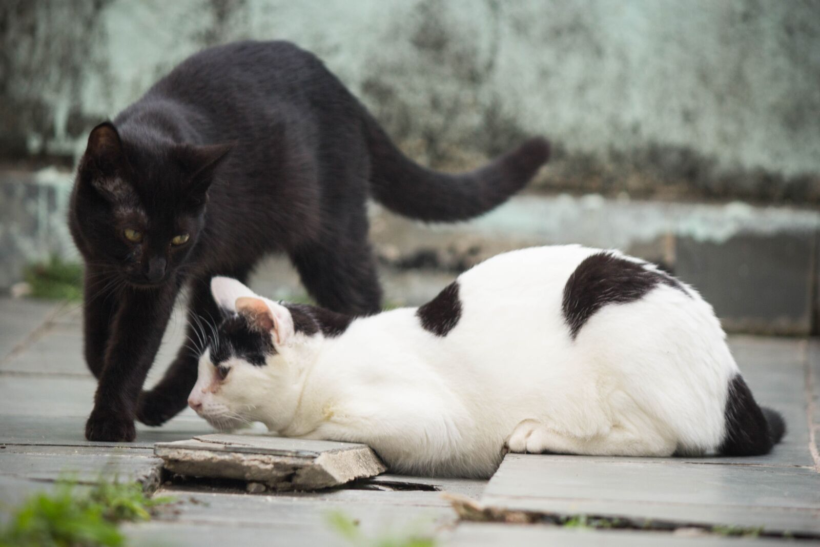 Canon EOS 60D sample photo. Gato preto, gato, felino photography