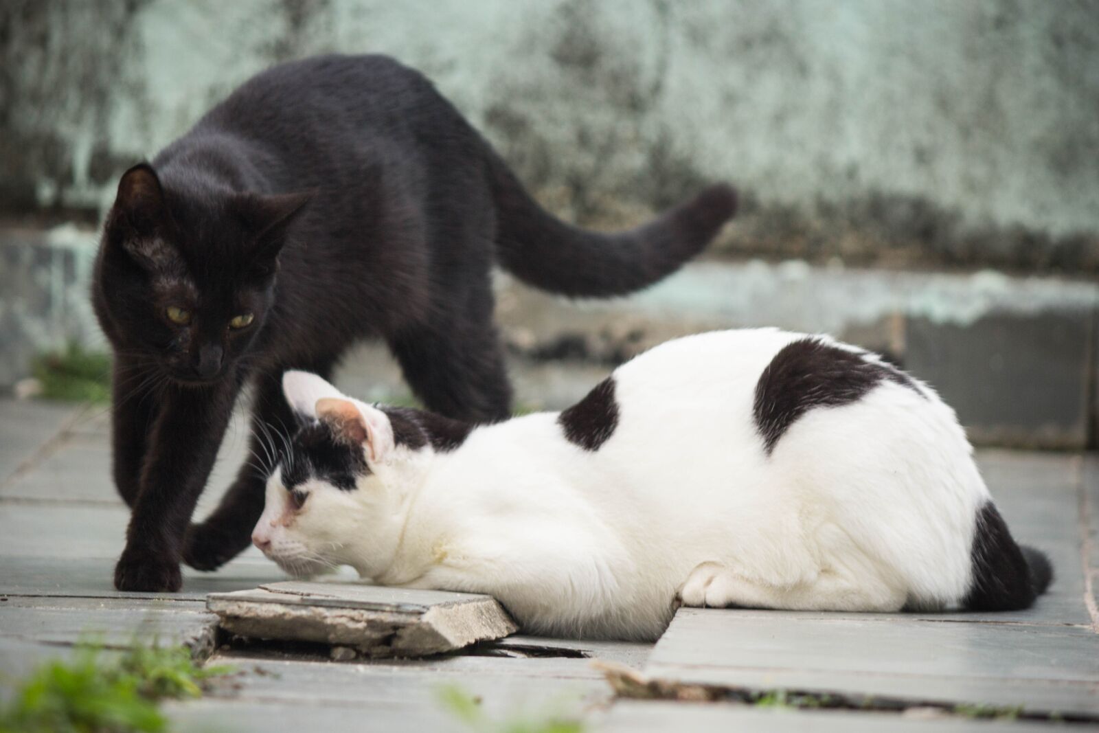 Canon EOS 60D + Canon EF-S 55-250mm F4-5.6 IS II sample photo. Gato preto, gato, felino photography