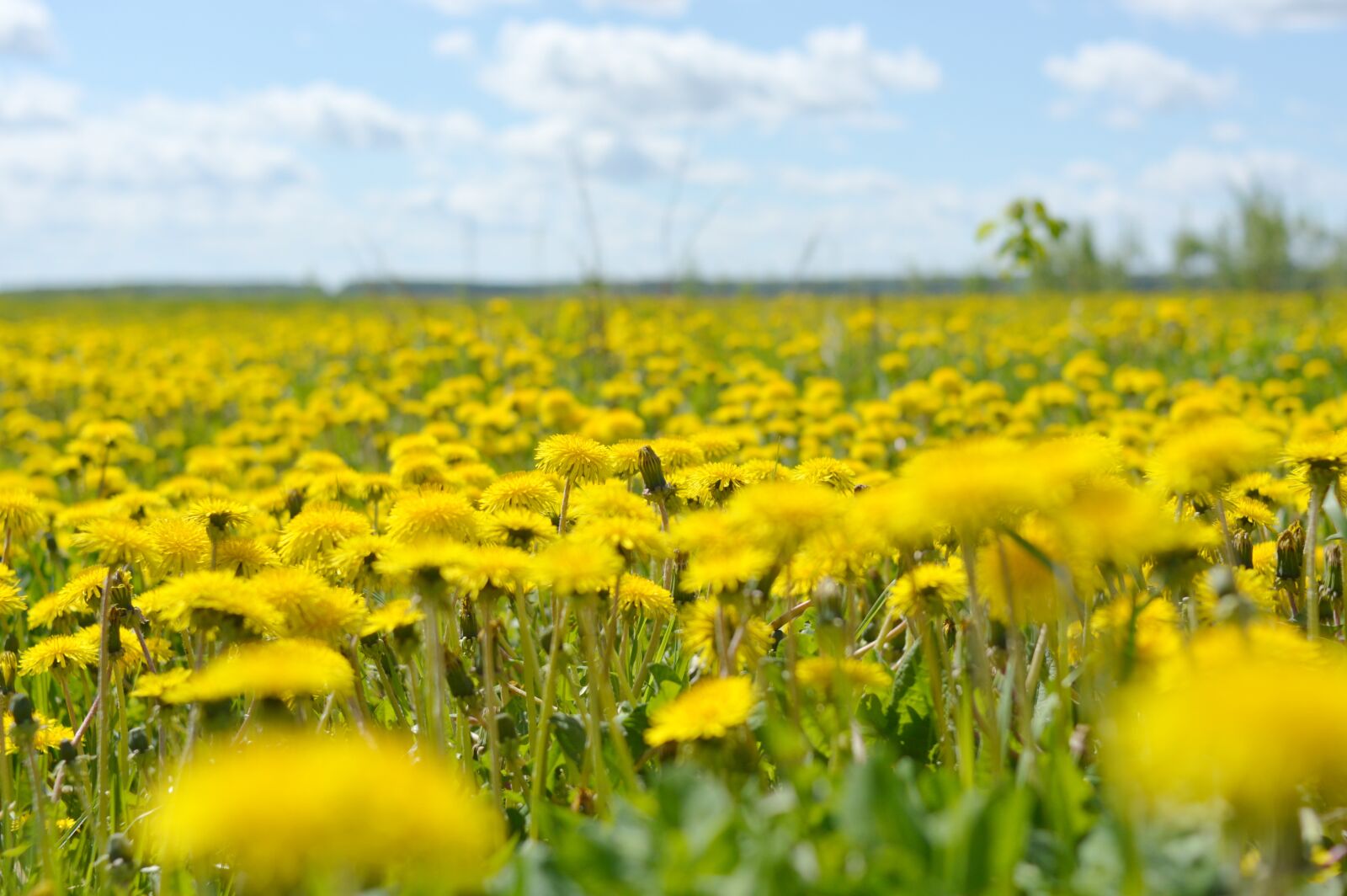 Nikon D3200 sample photo. одуванчик, весна, цветы photography