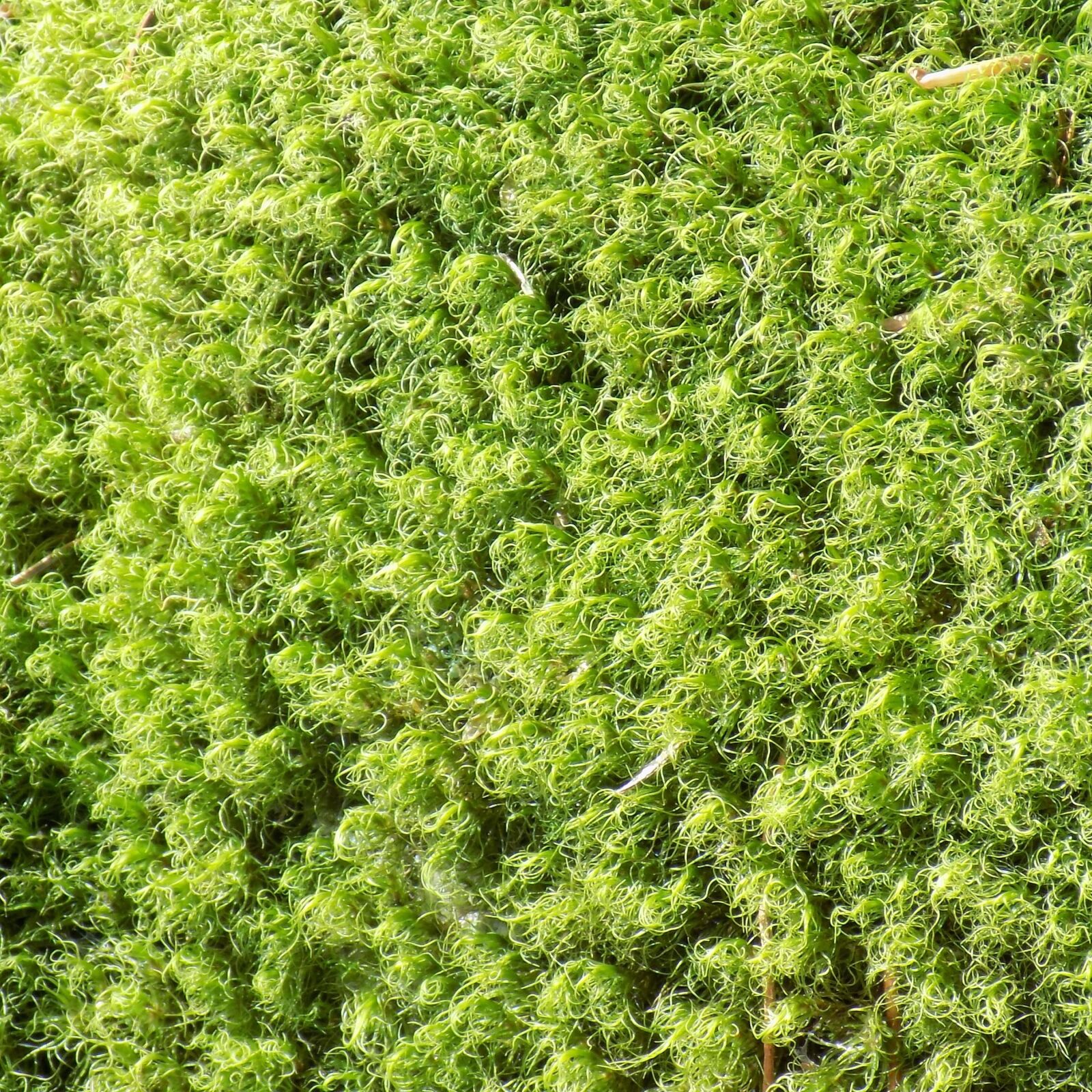 Nikon COOLPIX L340 sample photo. Moss, life, green photography